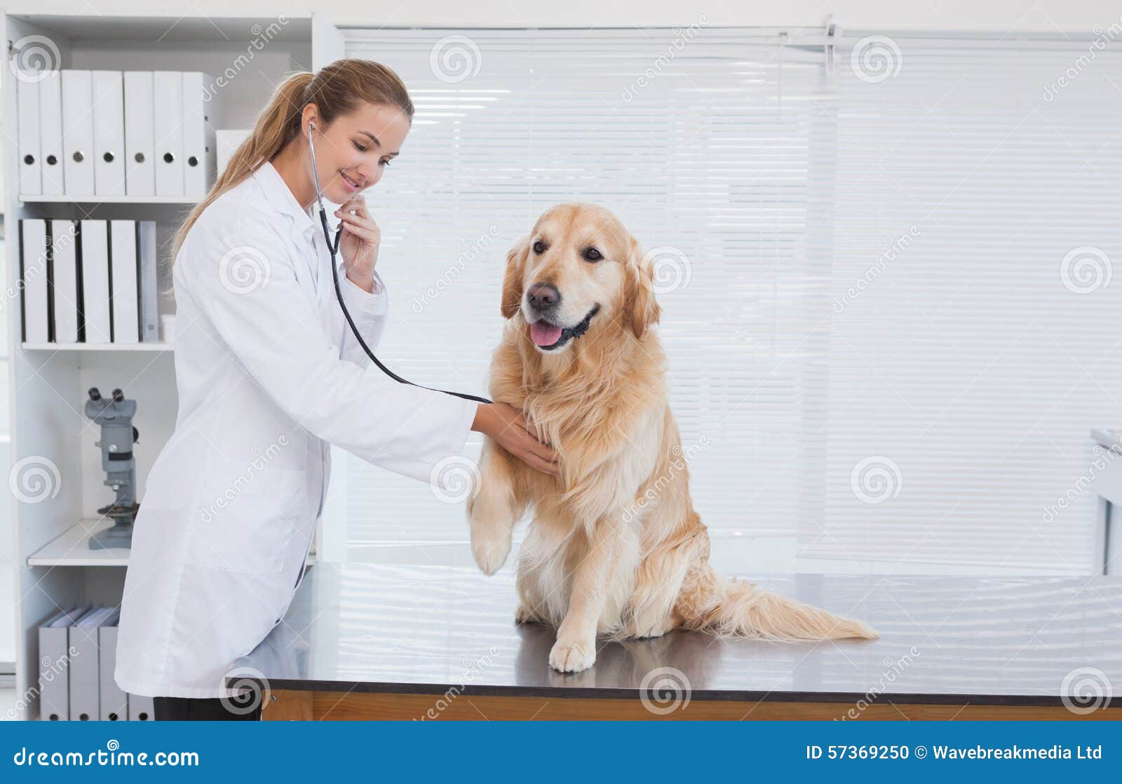 Happy Vet Giving a Labrador a Check Up Stock Photo Image of