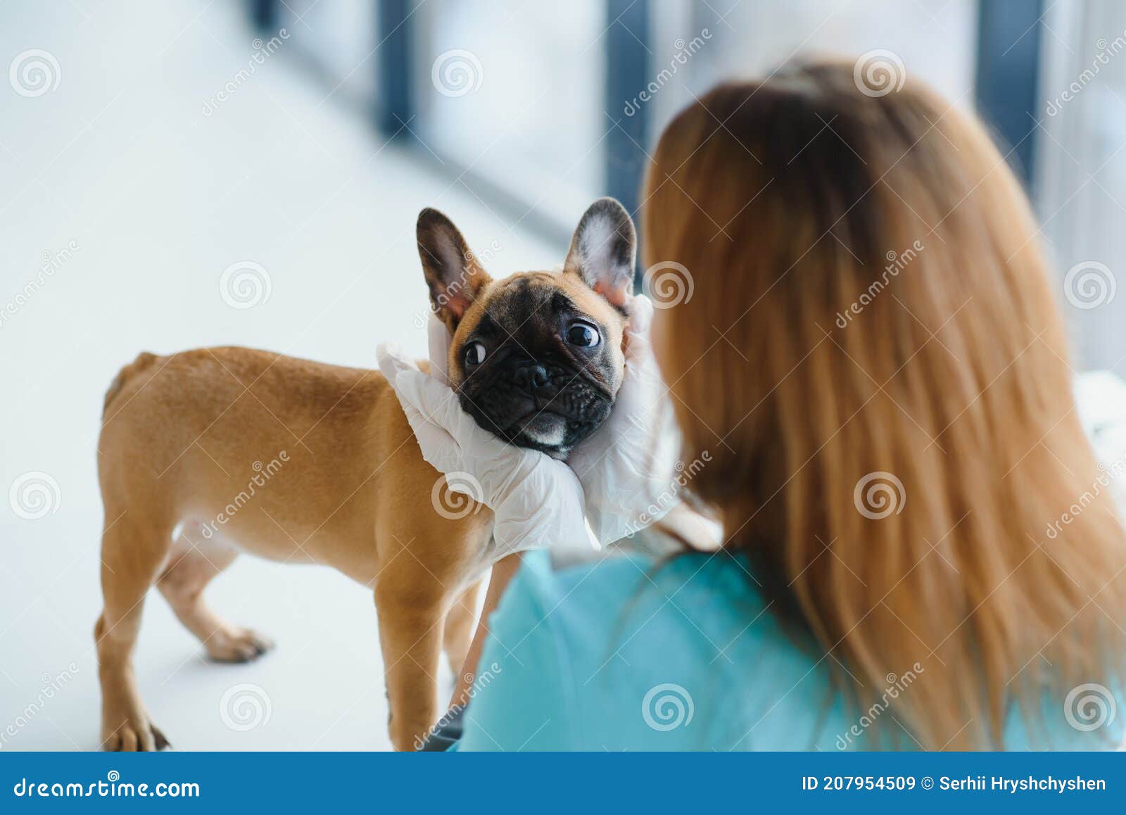 happy veterinarian doctor hugs puppy in vet clinic. empty space for text