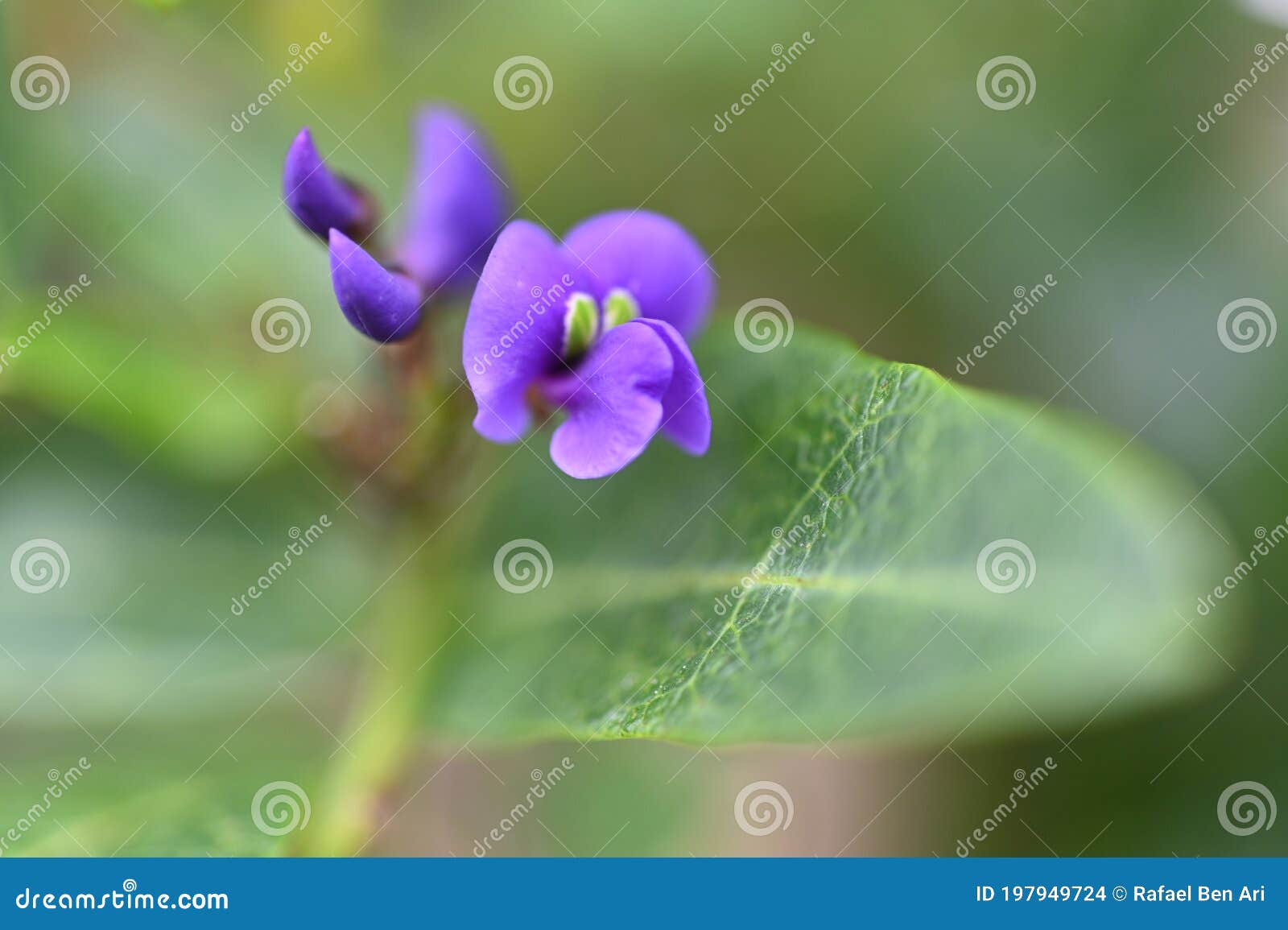 happy wanderer hardenbergia violacea flower