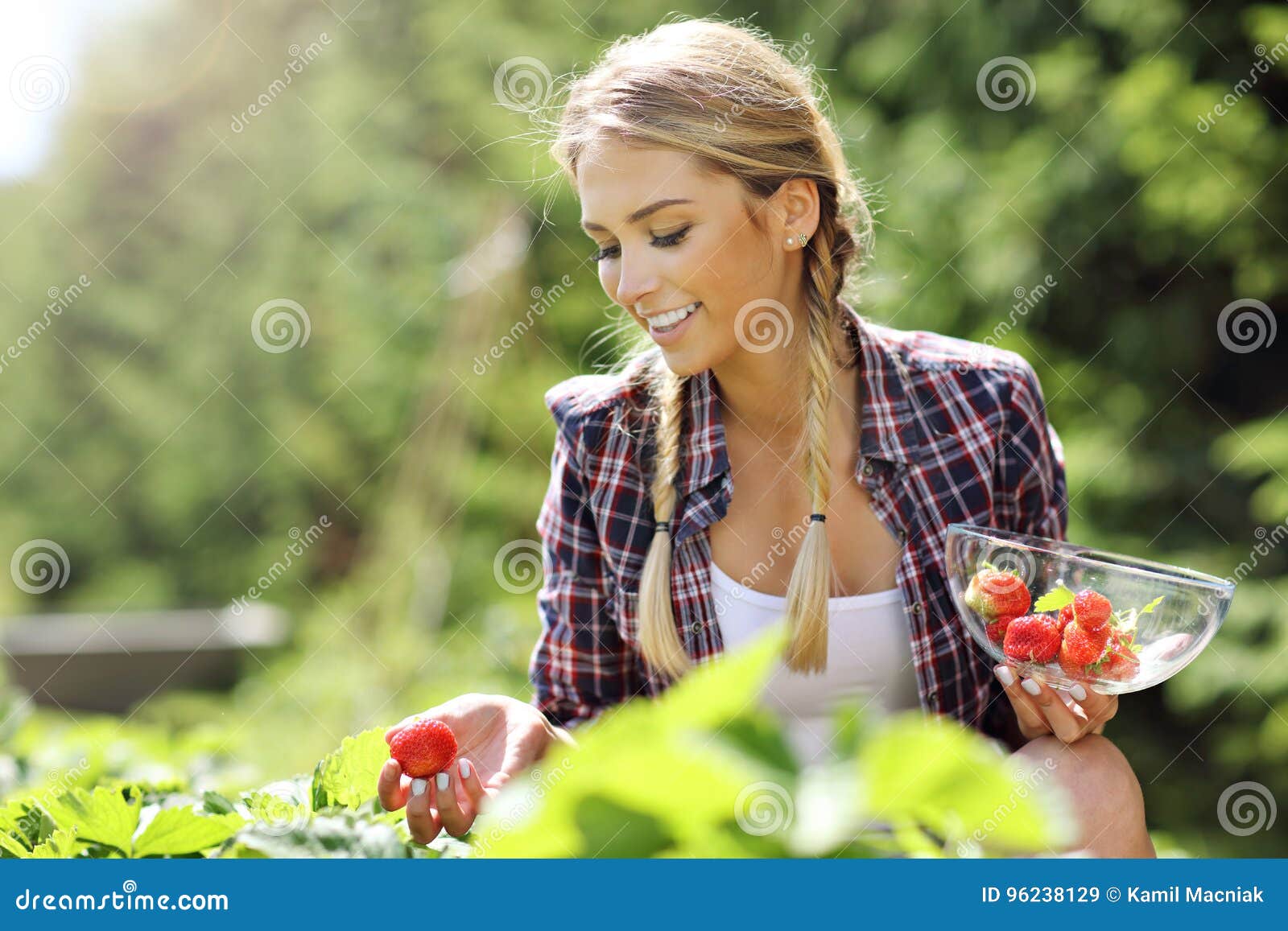 Happy Woman Collecting Fresh Strawberries in the Garden Stock Image ...