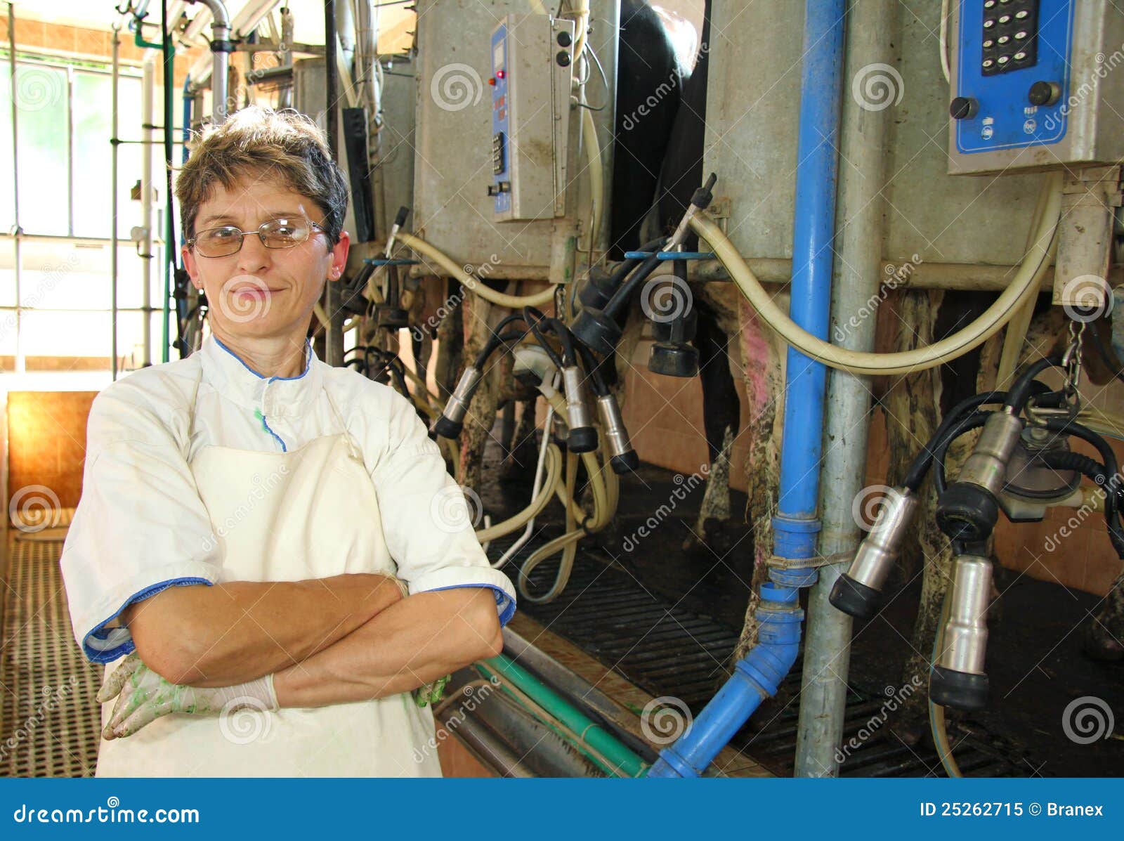 Happy woman on dairy farm stock image. Image of farming 25262715