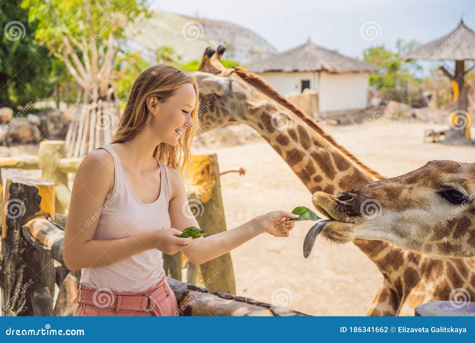 Happy Woman Watching and Feeding Giraffe in Zoo. she Having Fun with