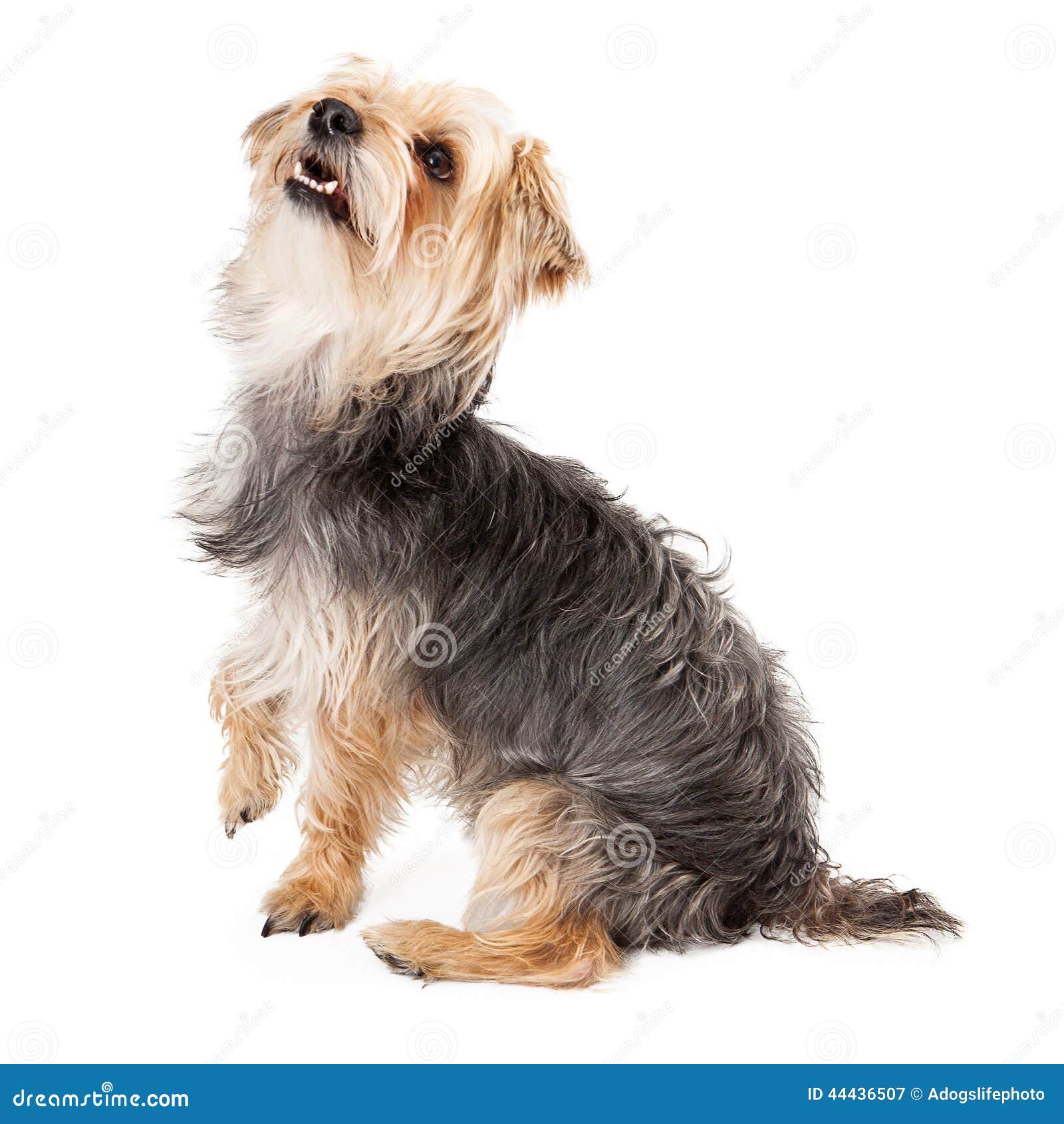 Featured image of post Side View Small Dog Sitting Download this free photo about sideways cute dog sitting and discover more than 6 million professional stock photos on freepik