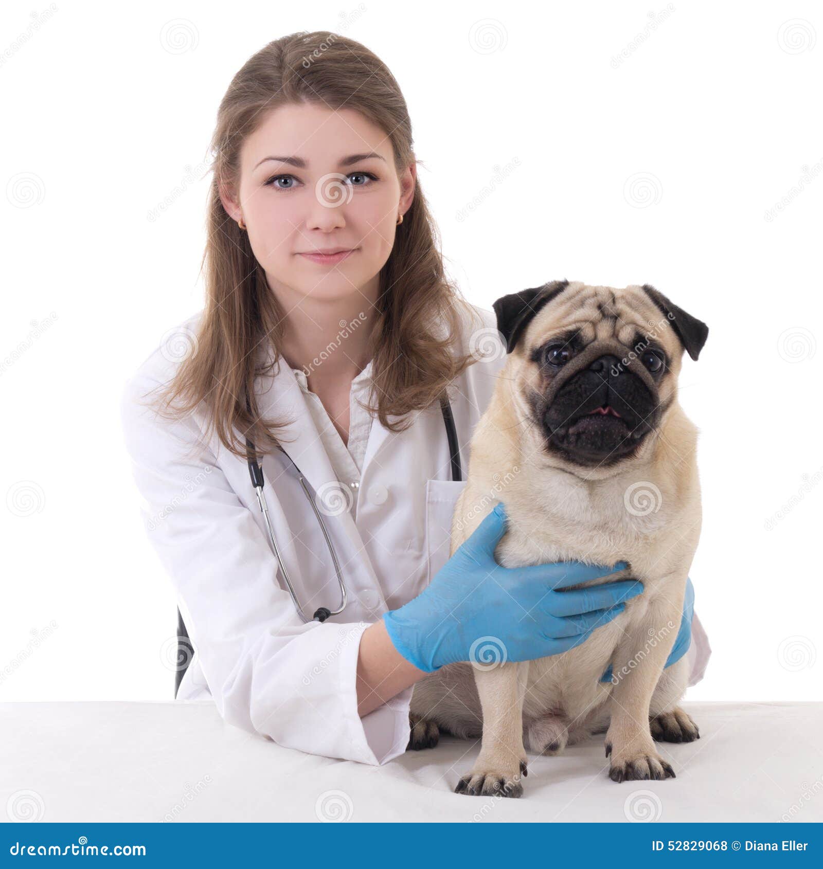 happy-young-woman-vet-doctor-pug-dog-isolated-white-background-52829068.jpg