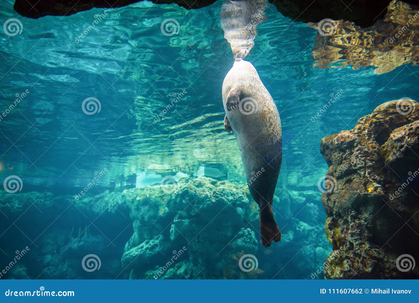 harbor seal, phoca vitulina