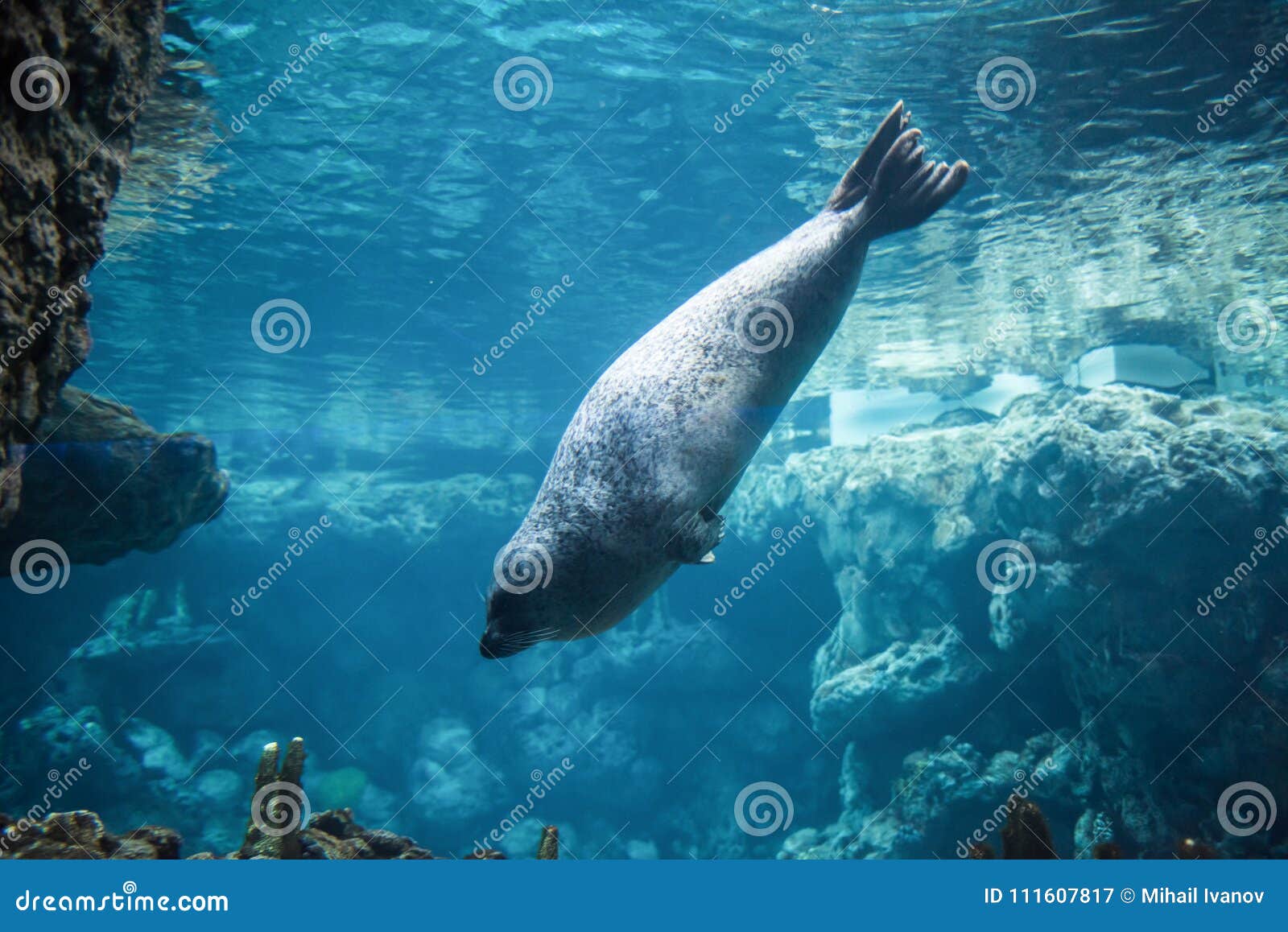 harbor seal, phoca vitulina