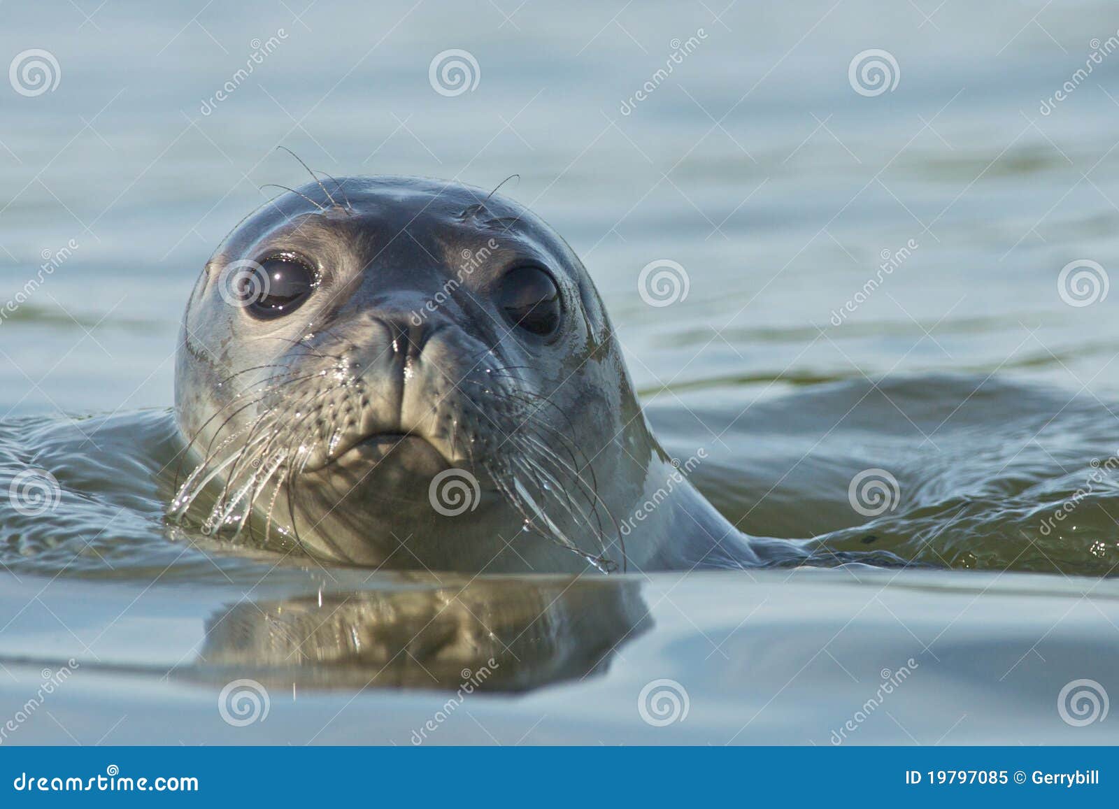 Harbor Seal stock image. Image of england, nature, harbor 19797085