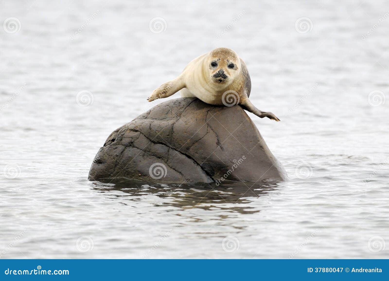 harbor seal