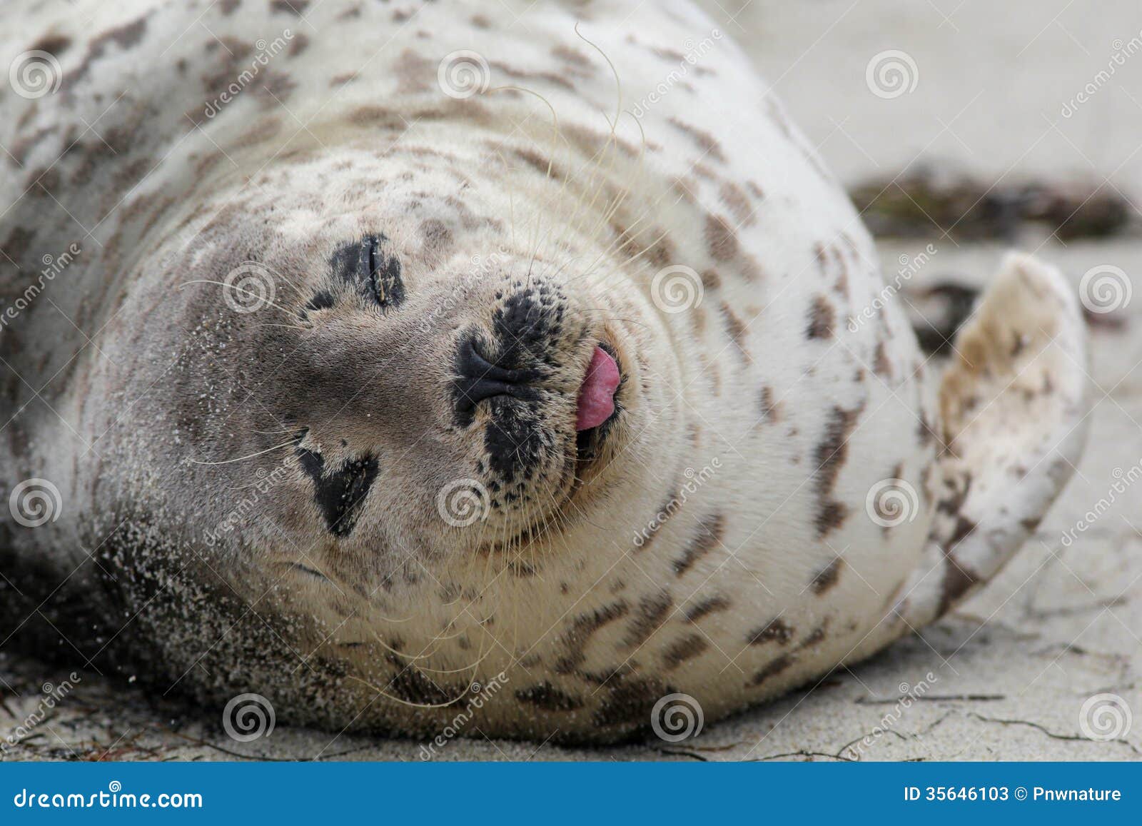 Harbor Seal Closeup stock image. Image of seal, marine 35646103