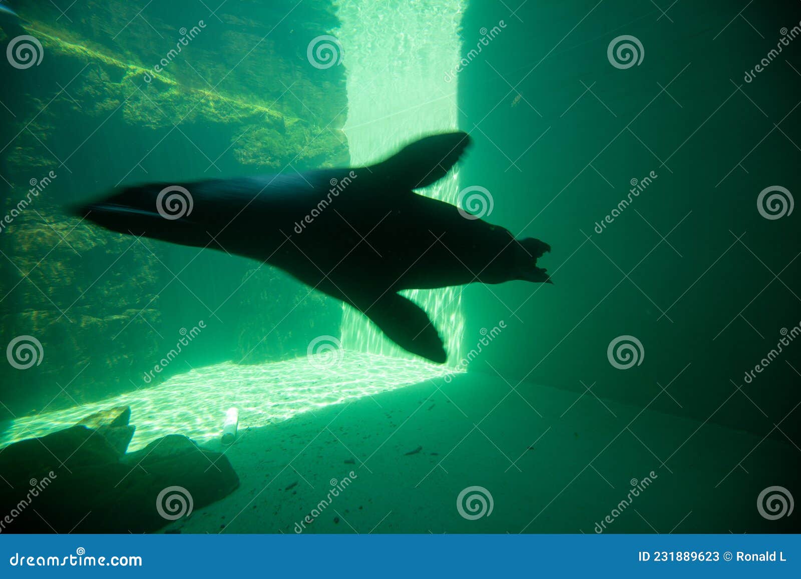 Harbor Seal Diving Underwater in Seattle Aquarium Stock Image Image