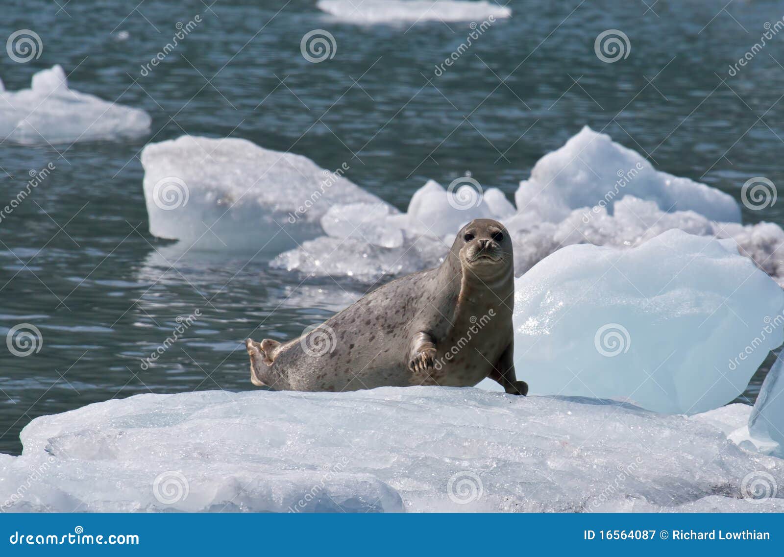 harbor seal on ice flow