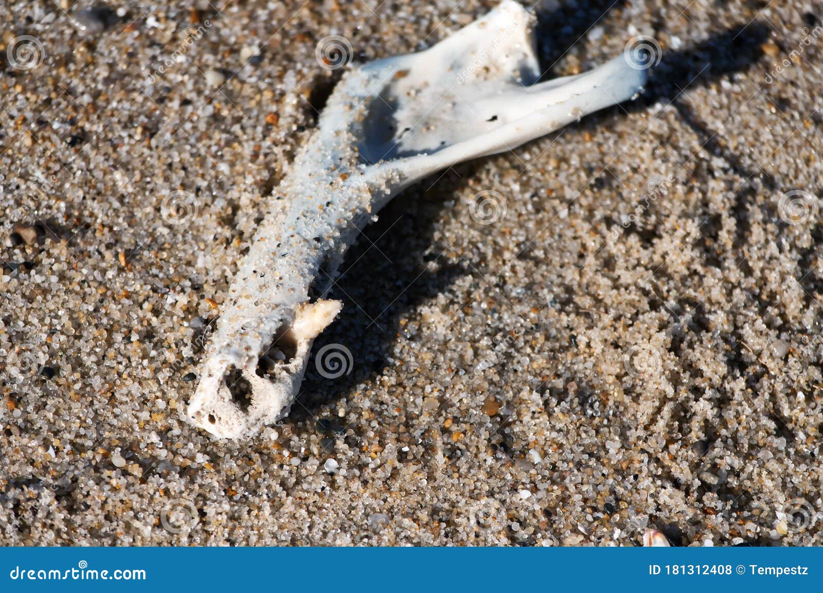 Harbor Seal Jaw Bone Sandy Beach Cape Cod Stock Photo Image of