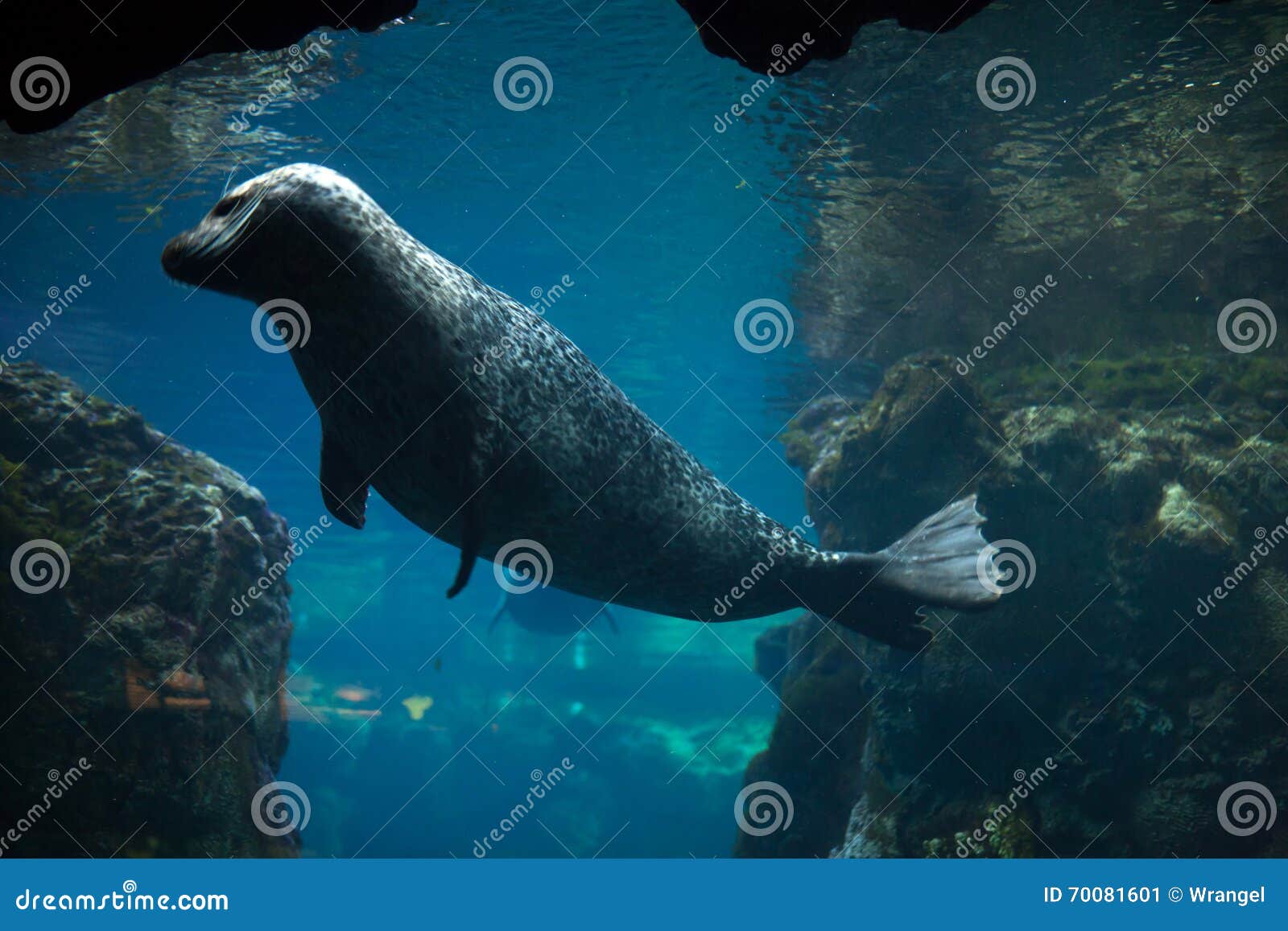 harbor seal (phoca vitulina).