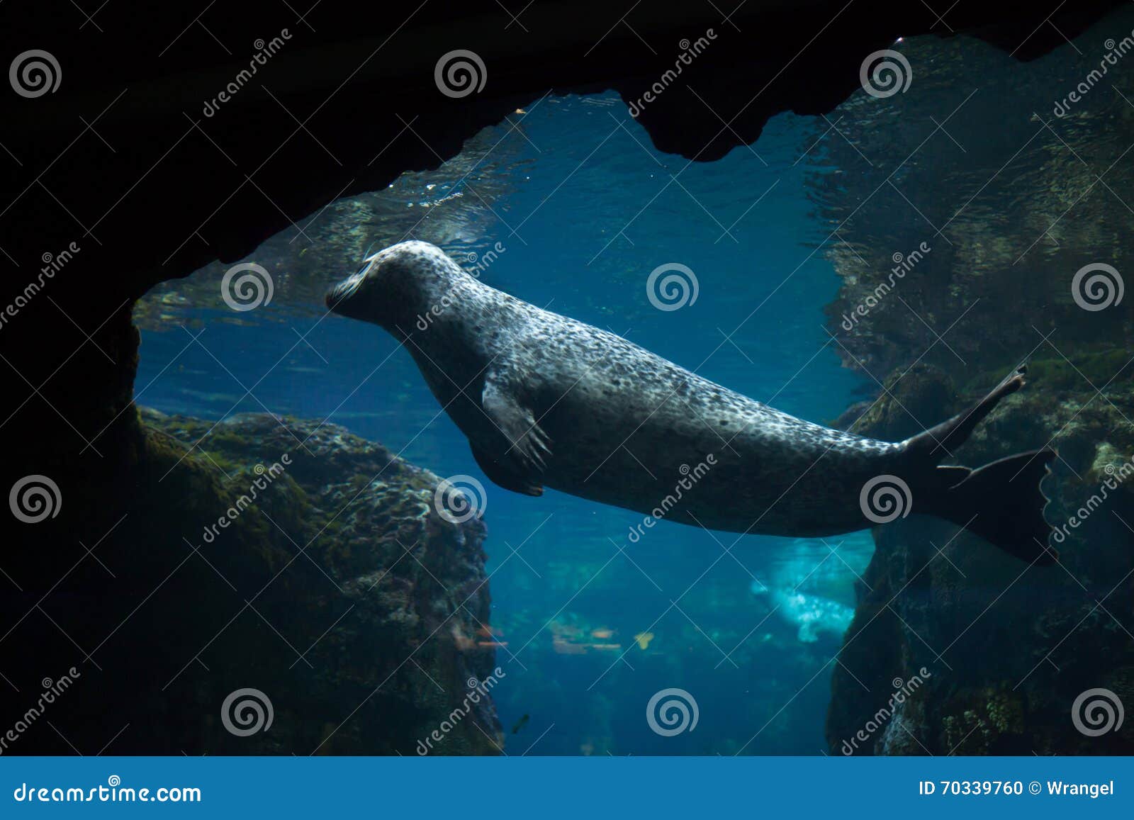 harbor seal (phoca vitulina).