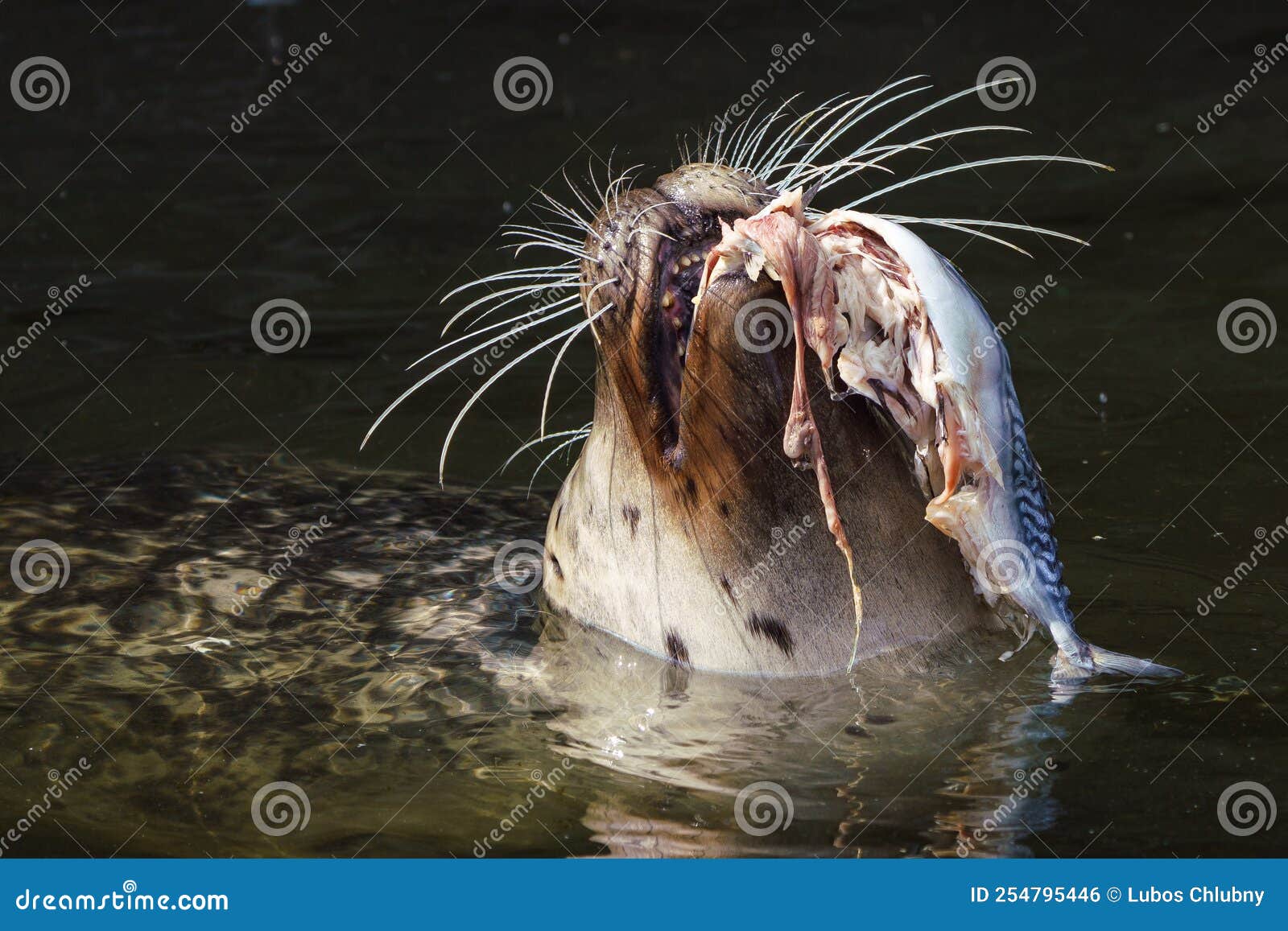 Seal Caught In Fishing Net Line. Beautiful Animal Harmed By Plastic