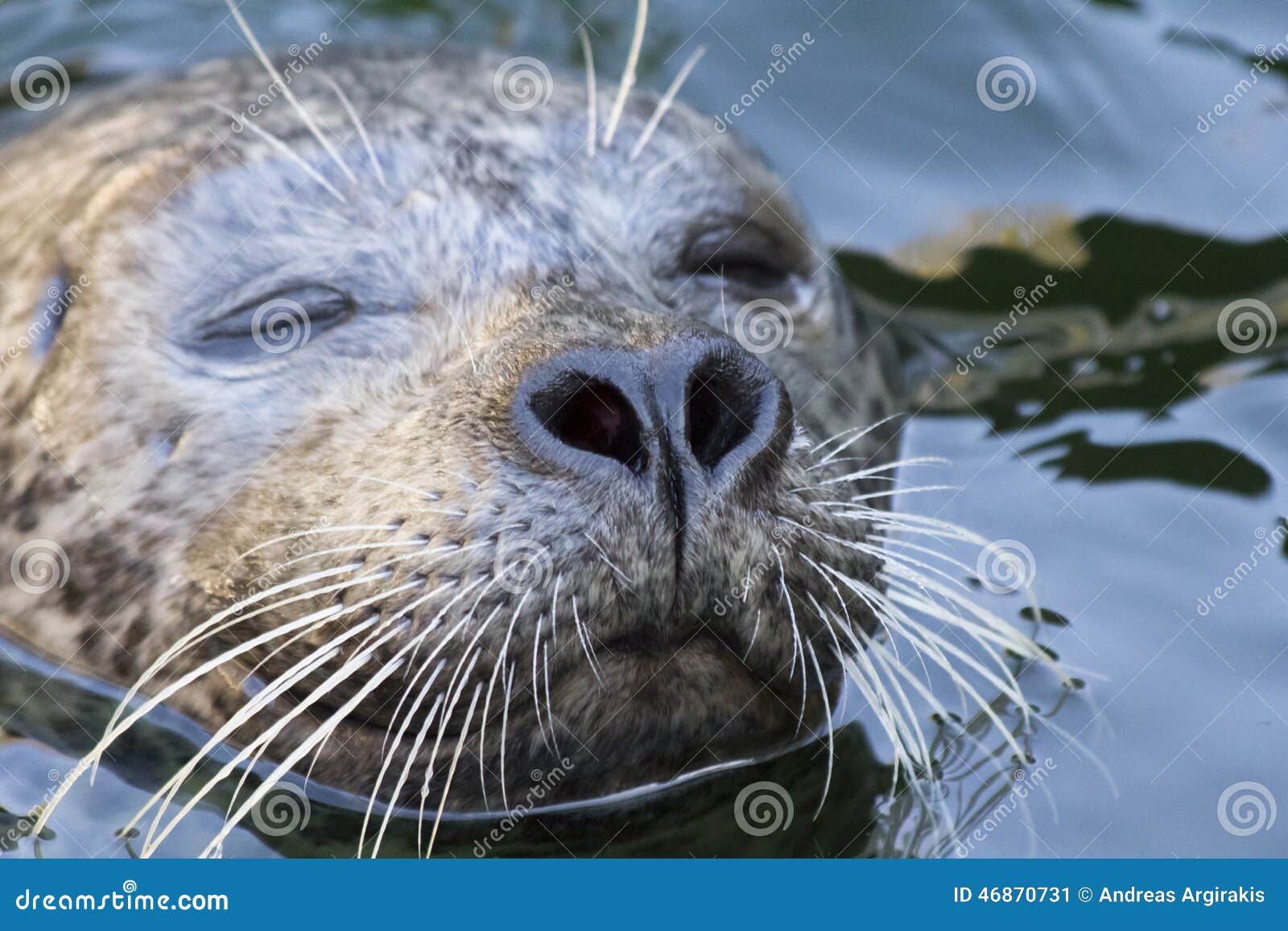 harbor seal (phoca vitulina)