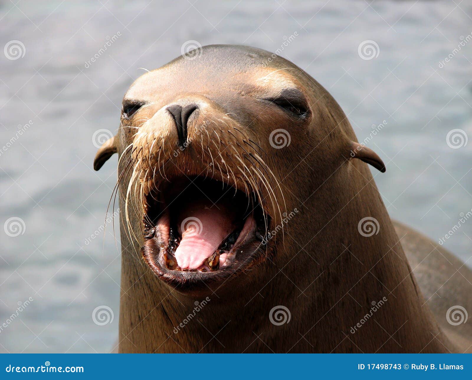 Harbor Seal (Phoca Vitulina) Face Stock Photos Image 17498743