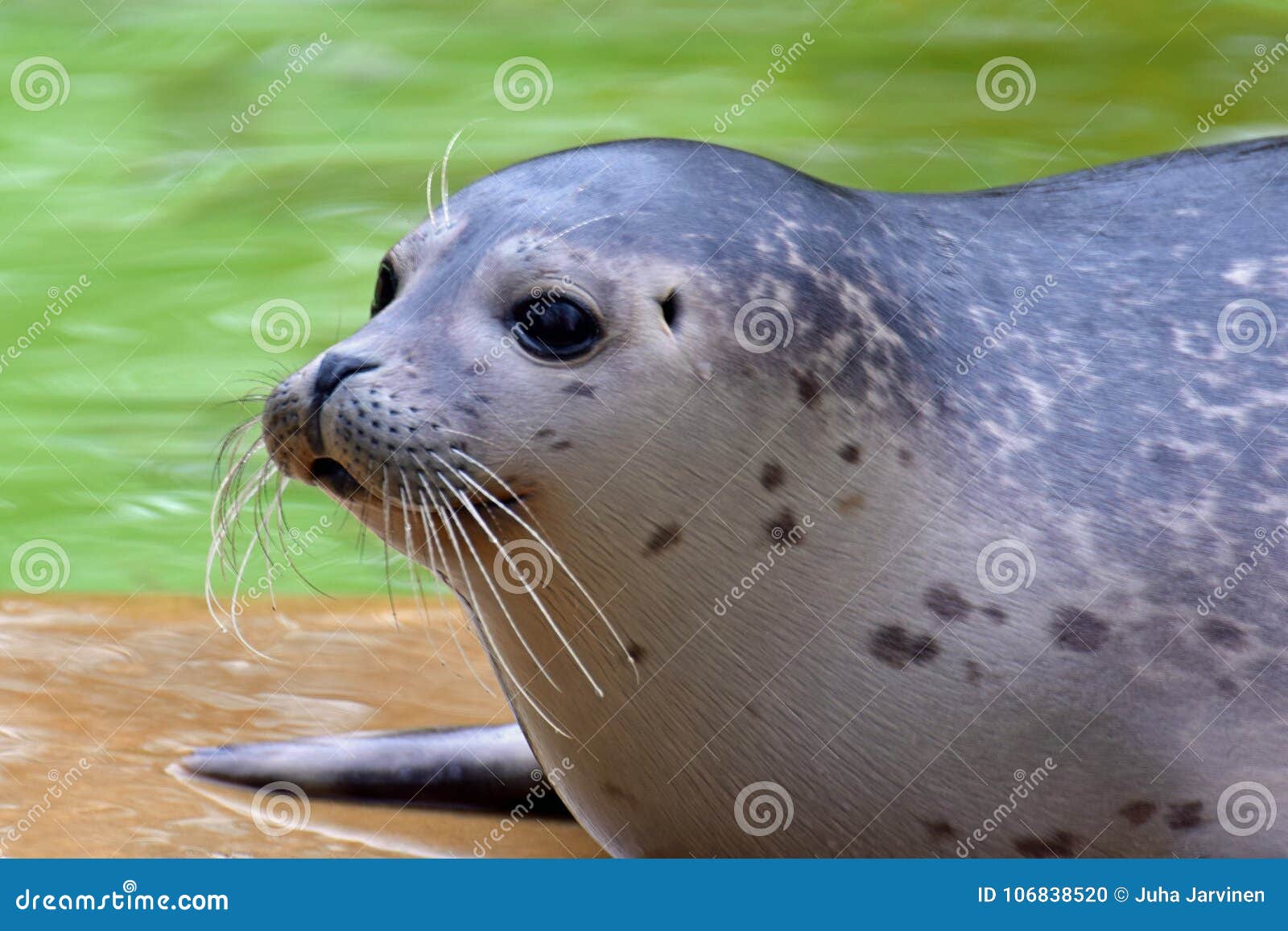 harbor seal phoca vitulina