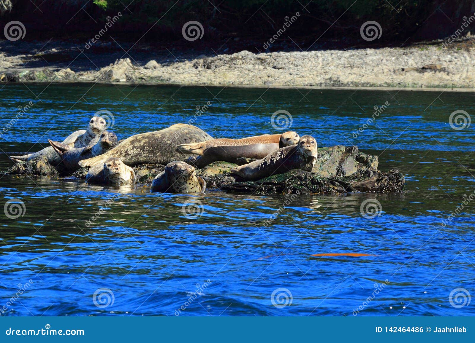 group of harbour seals on rock outcropping near sidney off south vancouver island, british columbia, canada