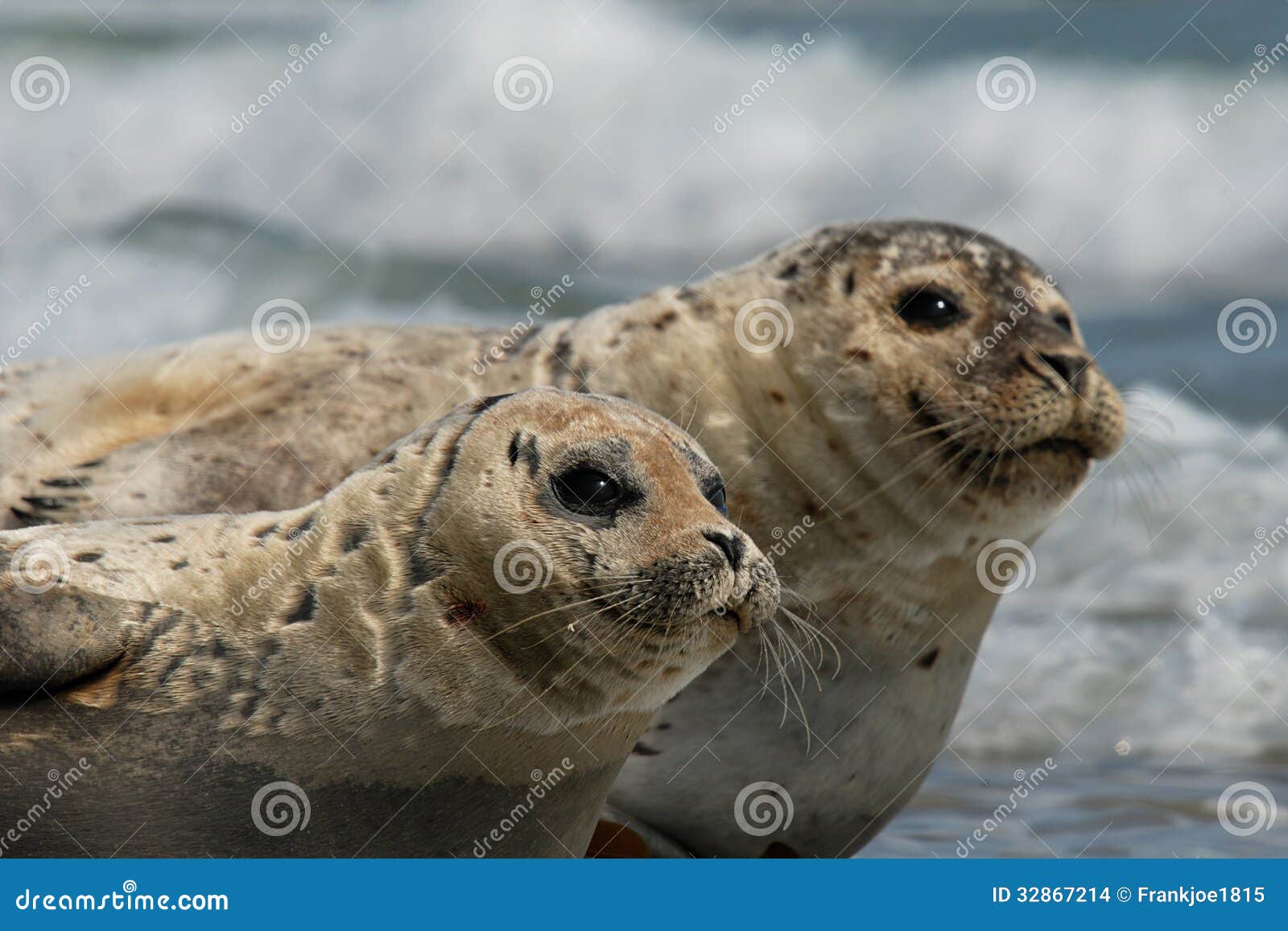 harbour seals resting on beach