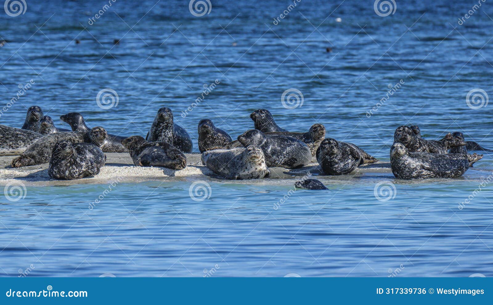 harbour seals (phoca vitulina) hauled out on rocks