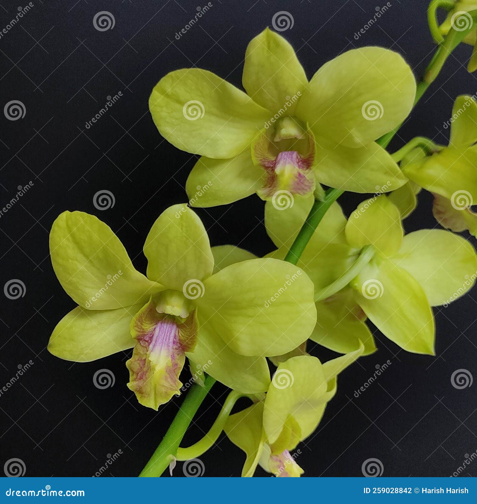 3,572 White Green Dendrobium Stock Photos - Free & Royalty-Free Stock  Photos from Dreamstime - Page 3