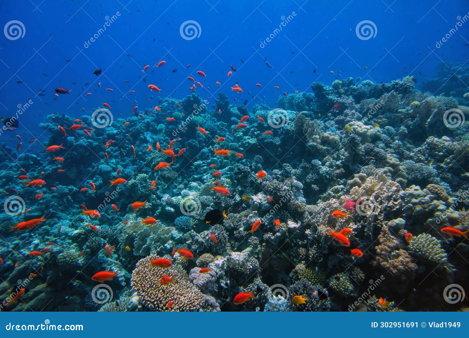 Hard Coral, Red Sea, Sharm El Sheikh Stock Image - Image of marine ...