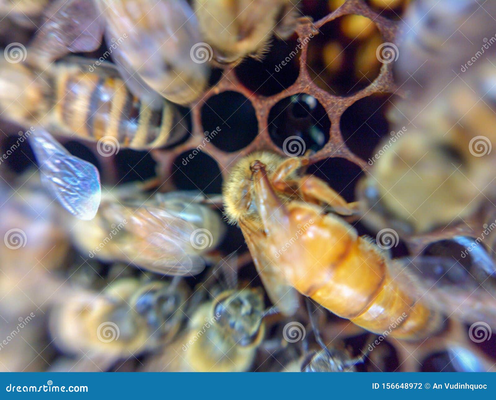 Hard Honey Bees, Queen Bees are the only Female Bees that Maintain Bees