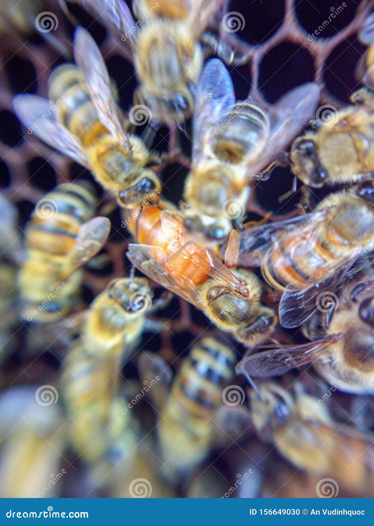Hard Honey Bees, Queen Bees Are The Only Female Bees That Maintain Bees