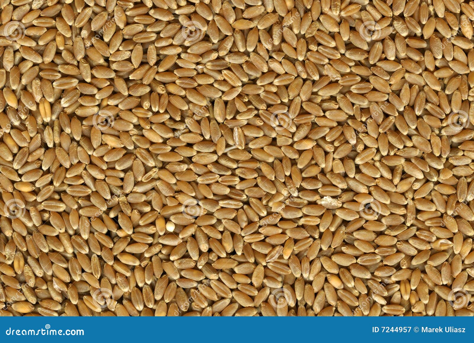 Hard Red Winter Wheat Grain Royalty Free Stock Photography Image 7244957