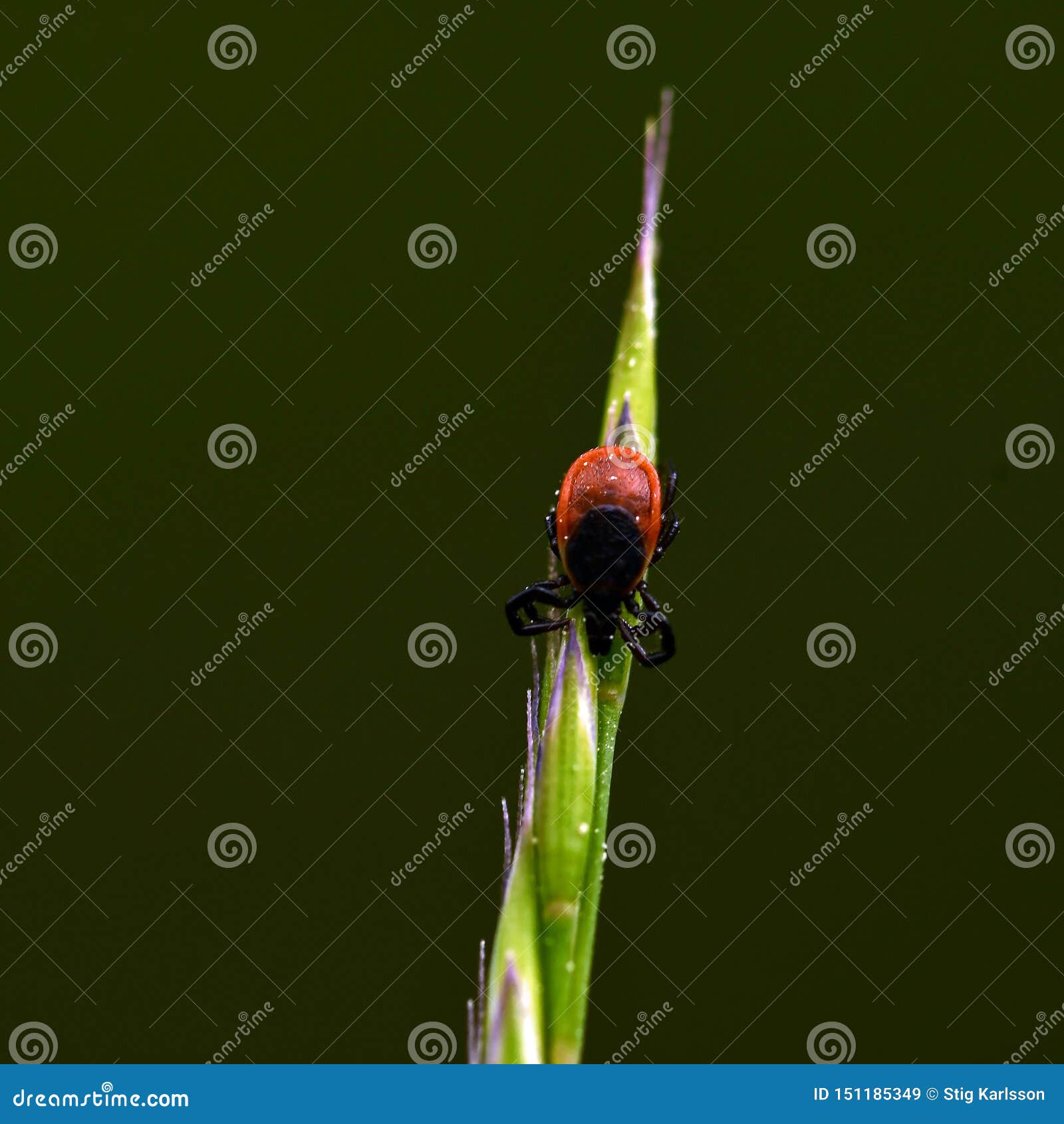 hard tick sits on a blade of grass and waits