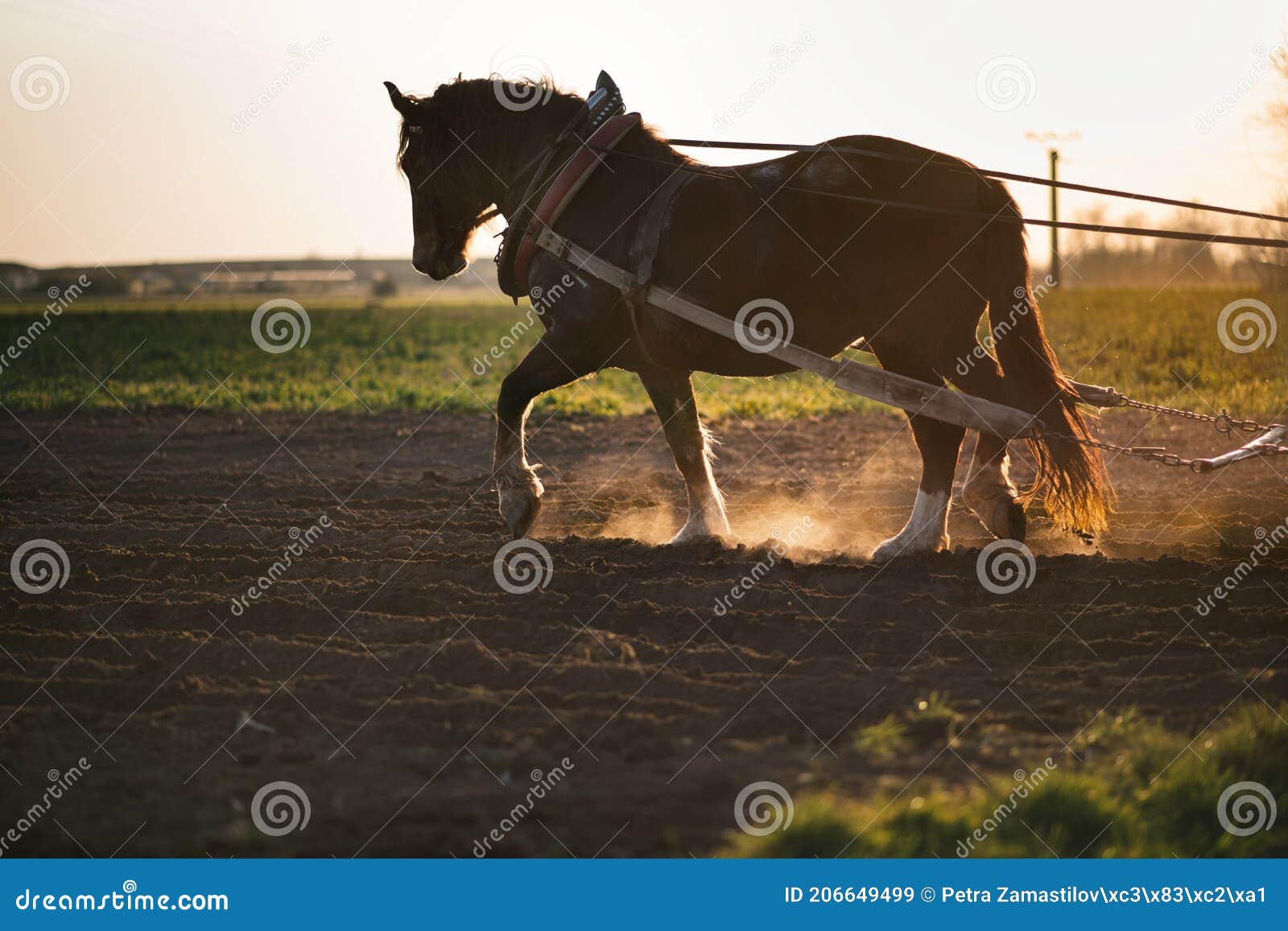 Hard Working Animal on the Field. Traditional Farming on the Field with the  Help of a Horse in Central Europe. Stock Image - Image of agriculture,  stuck: 206649499