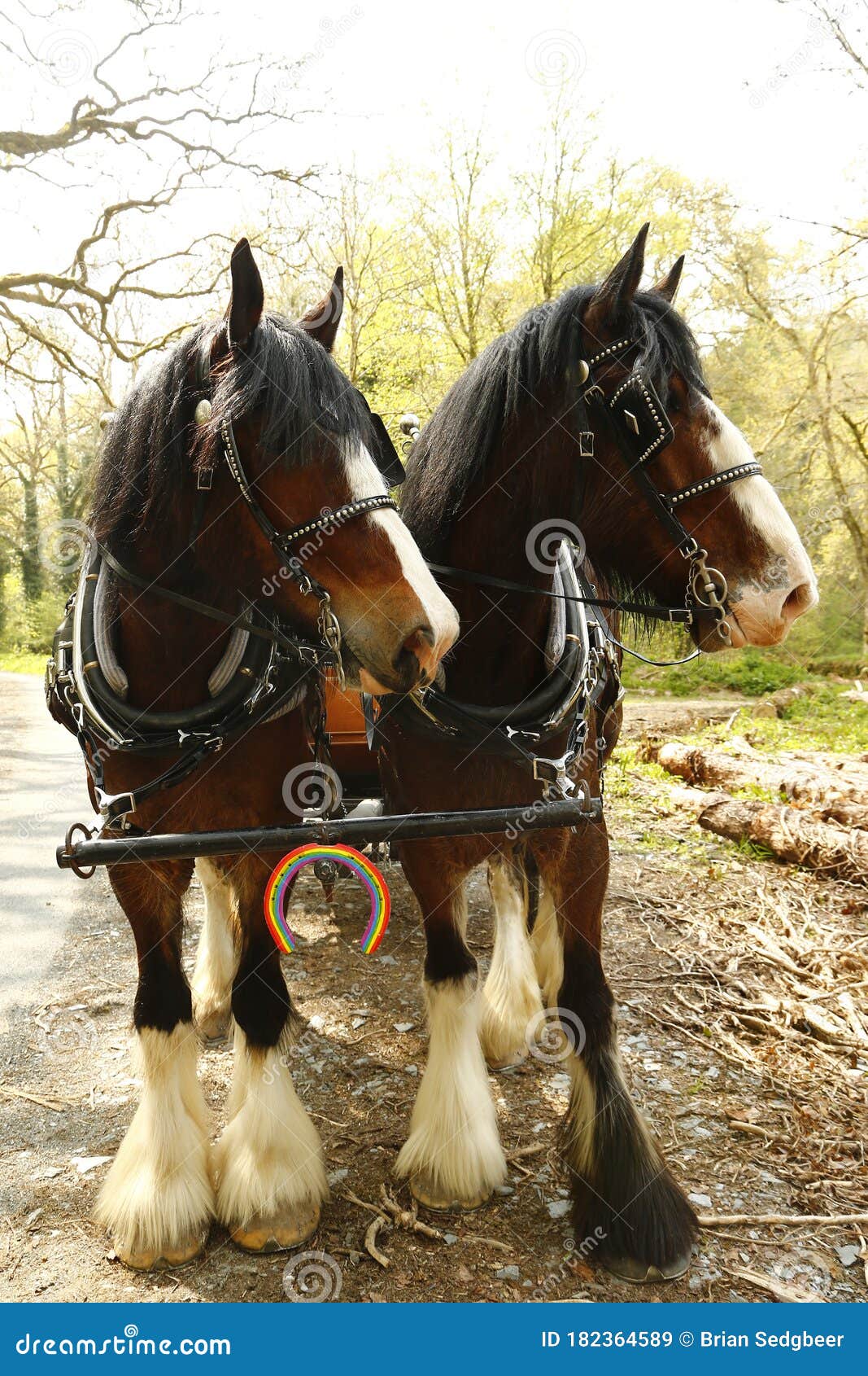 pair of shire horses harnessed together with the nhs rainbow colours on a horse shoe attached to their harness