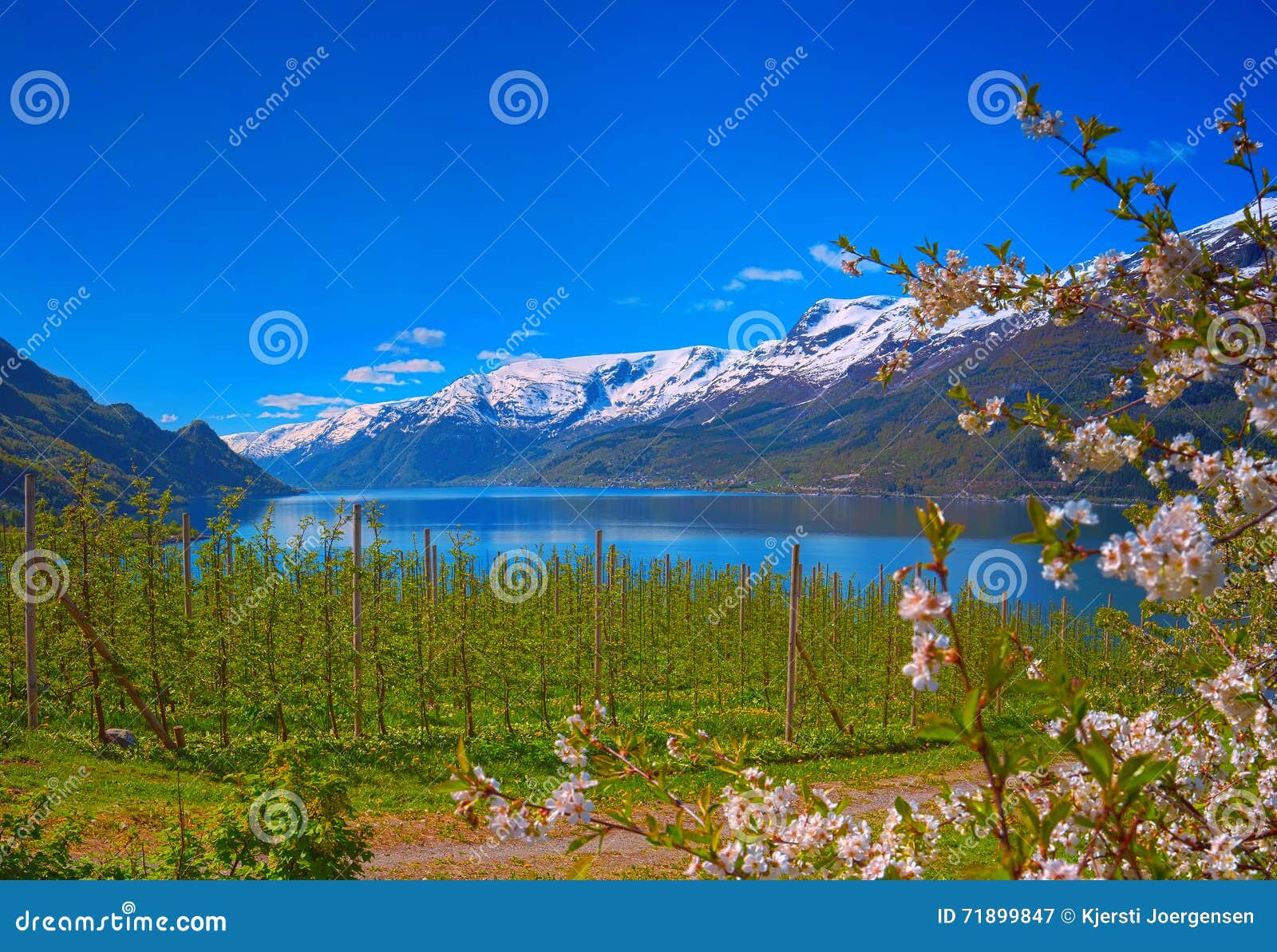 hardanger fjord in norway