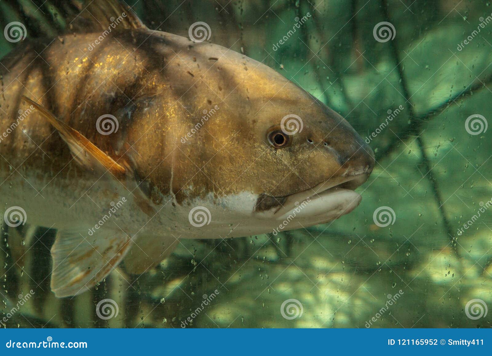Hardhead Sea Catfish Ariopsis Felis Stock Photo Image Of Life Brackish