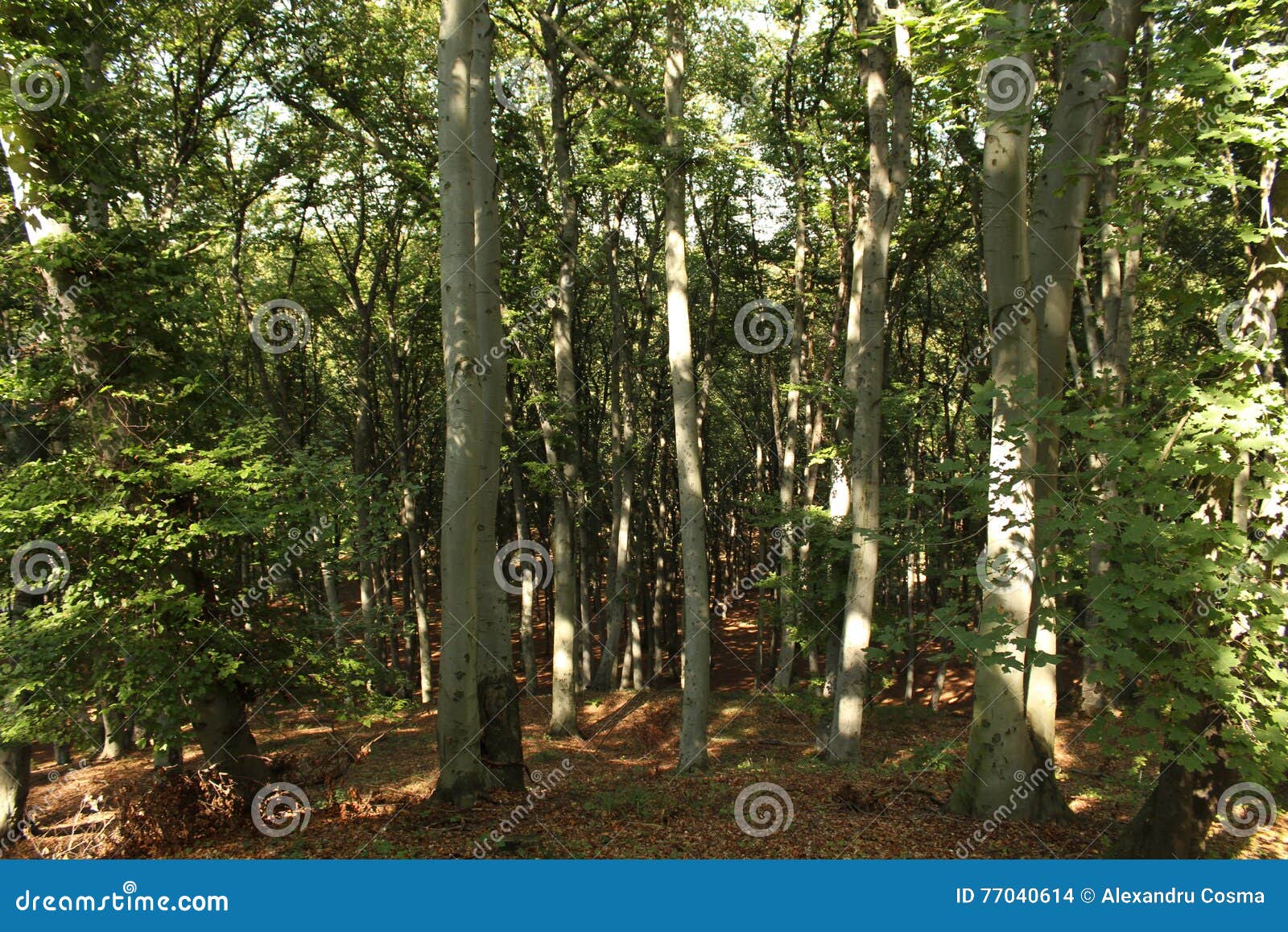 Hardwood forest stock photo. Image of hardwood, deep 77040614