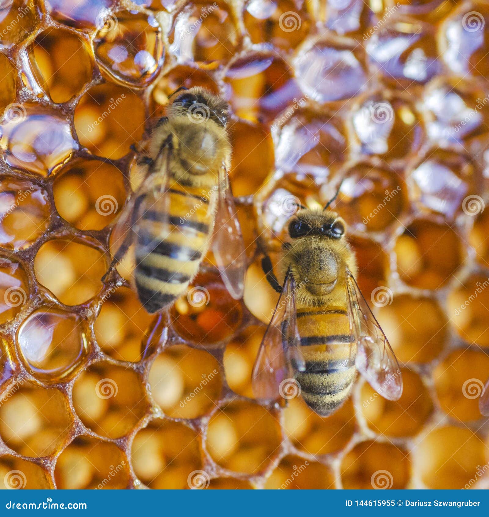 Hardworking Honey Bees on in Apiary Stock Image Image of