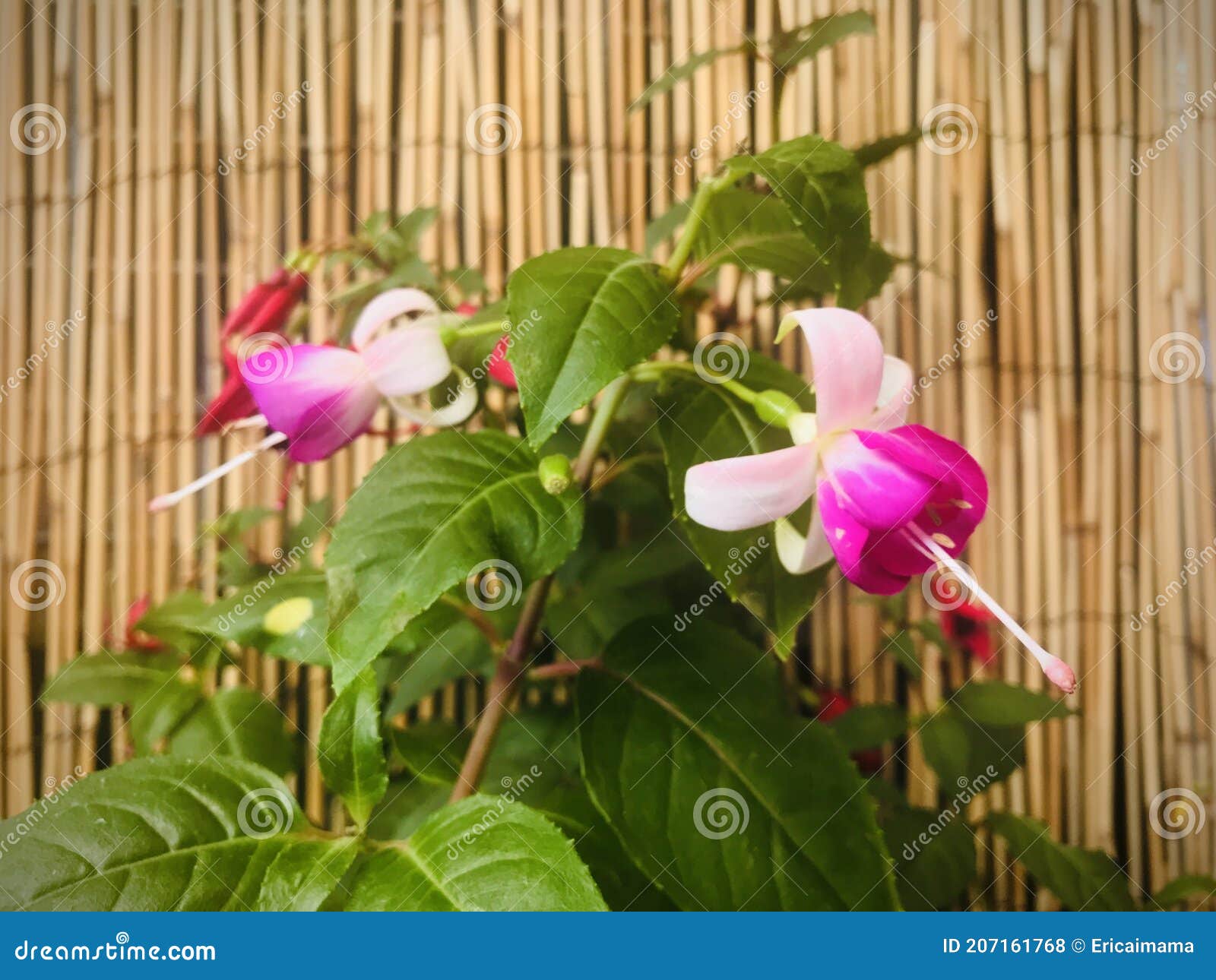 fuchsia. pinky, purplish color flowers with young bamboo fence background.