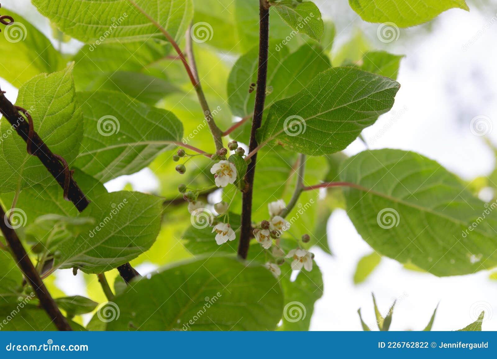 Hardy Kiwi Flowers Growing on the Vine Stock Photo Image of closeup
