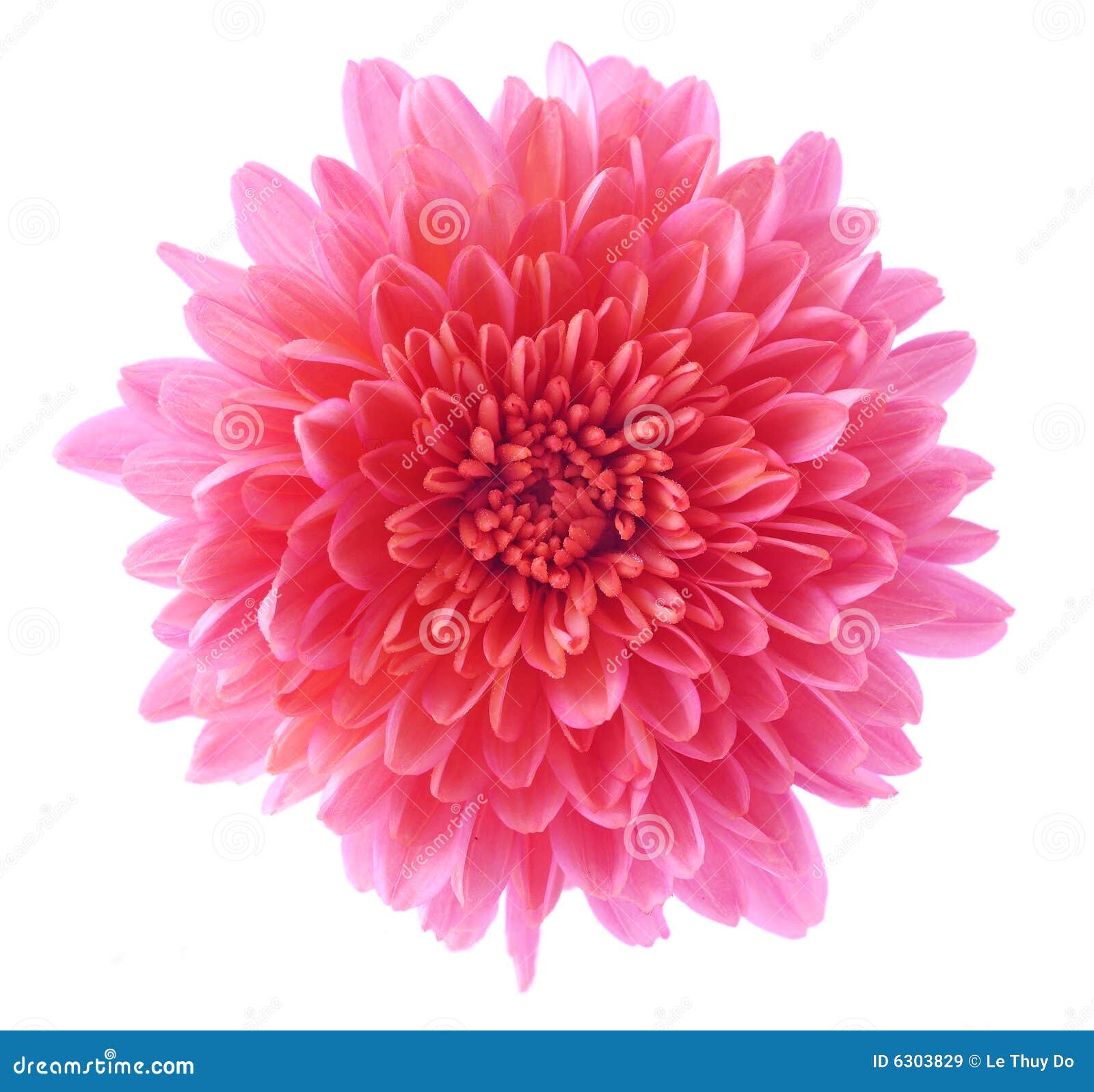 Hardy Mum Head stock image. Image of background, aster 6303829