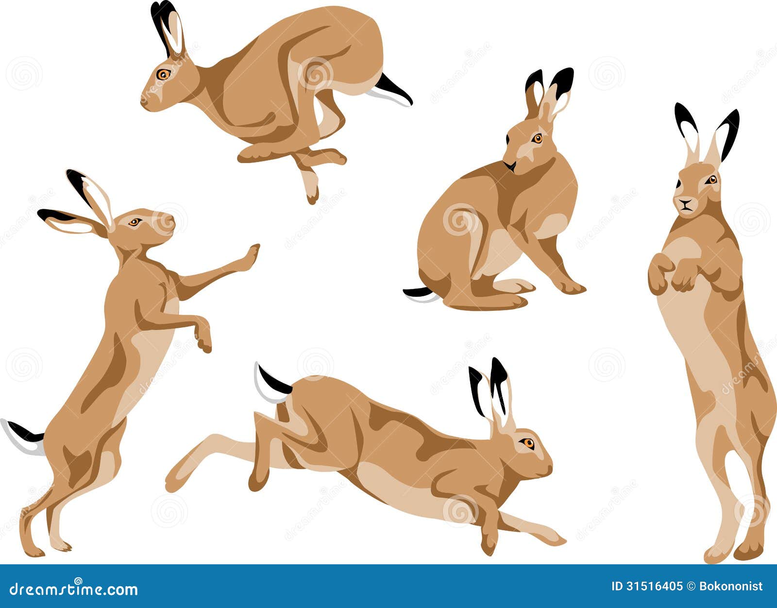 hare picture clipart