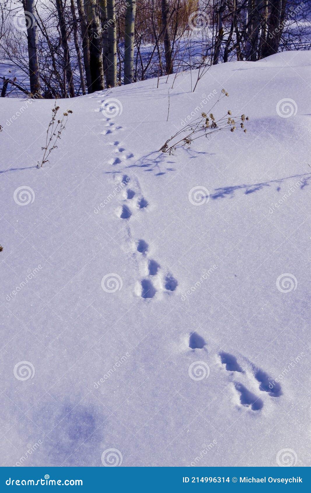 Hare Footprints in the Snow Stock Photo - Image of climate, seasonal ...