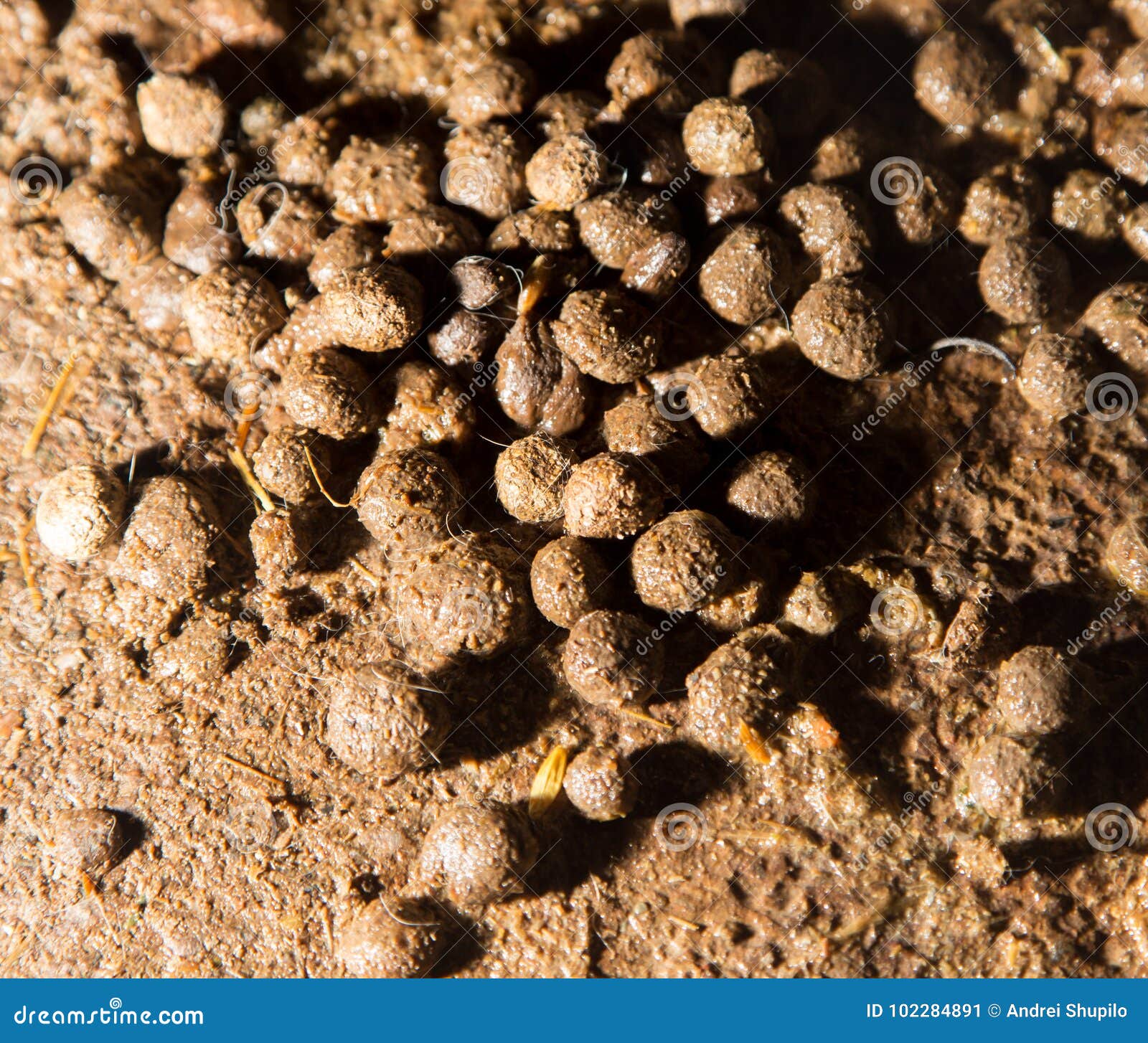 Hare Poop stock image. Image of hare, pile, animals 102284891