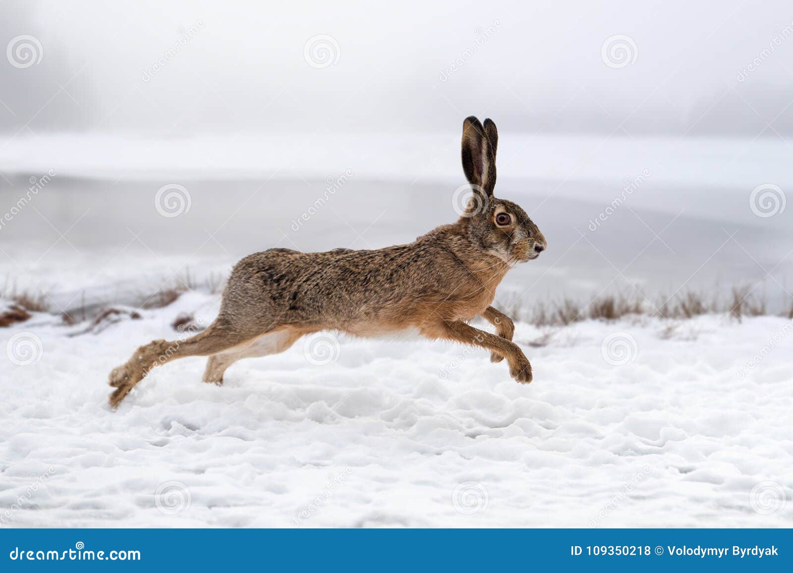 hare running in the field