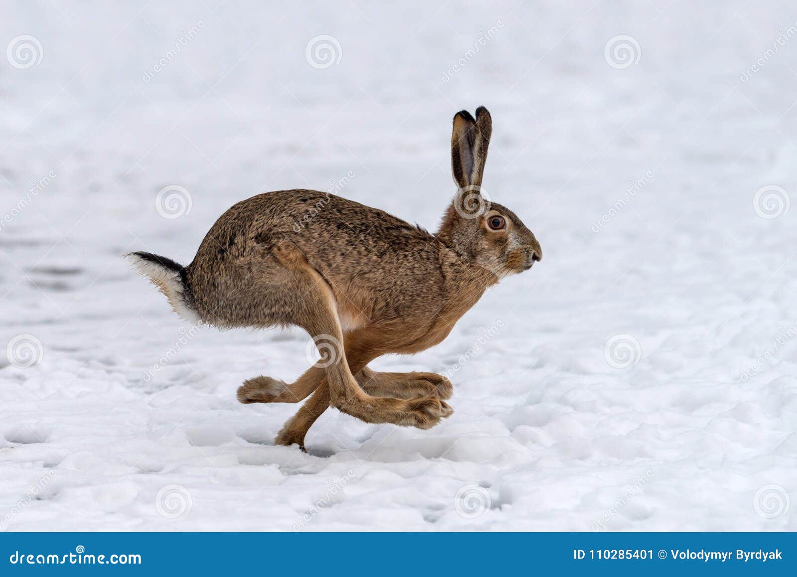 hare running in the field