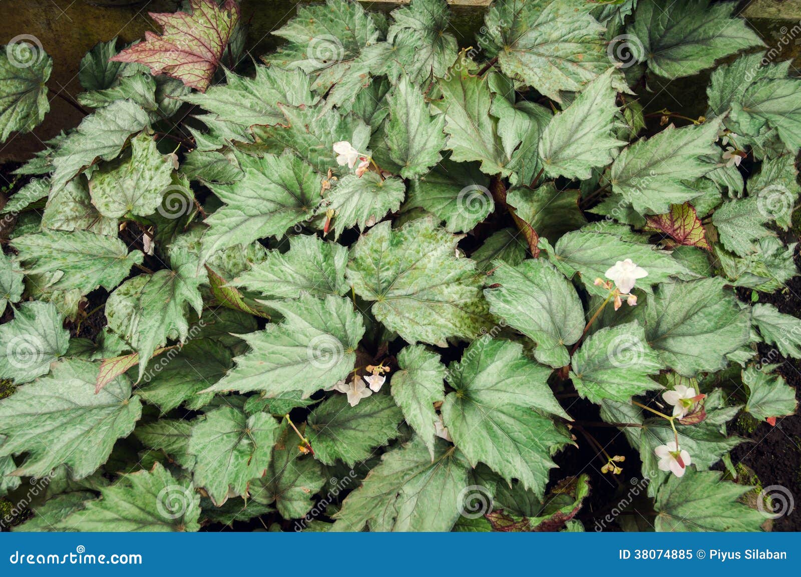 hariang bodas (begonia isopteran dryand)