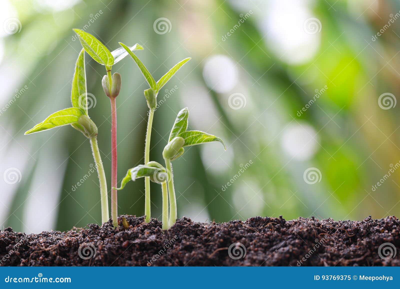 Haricot vertgroddar på jord i grönsakträdgården och har naturbokehbakgrund för begrepp av tillväxt och jordbruk