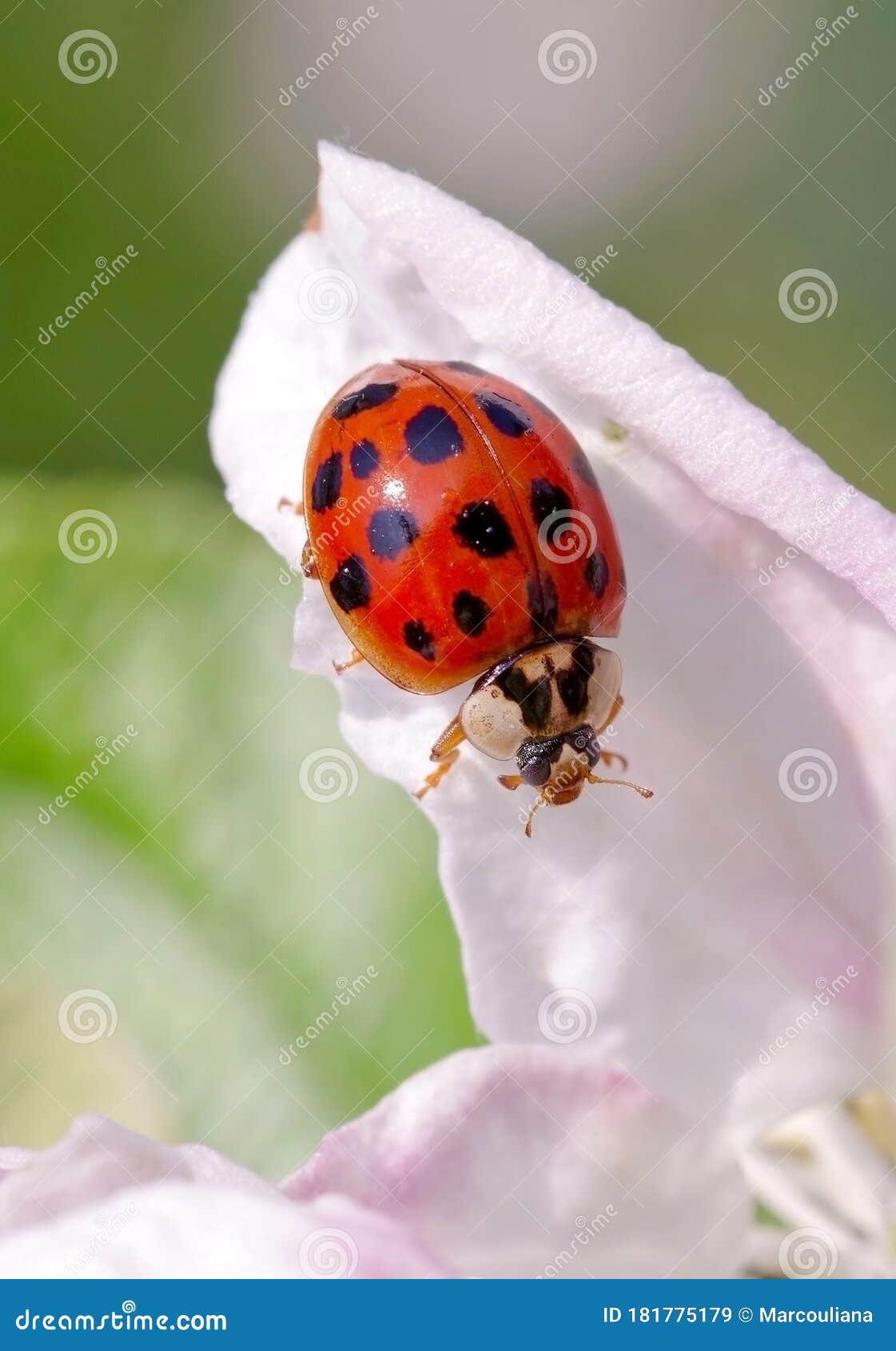harlequin or asian ladybeetle harmonia axyridis