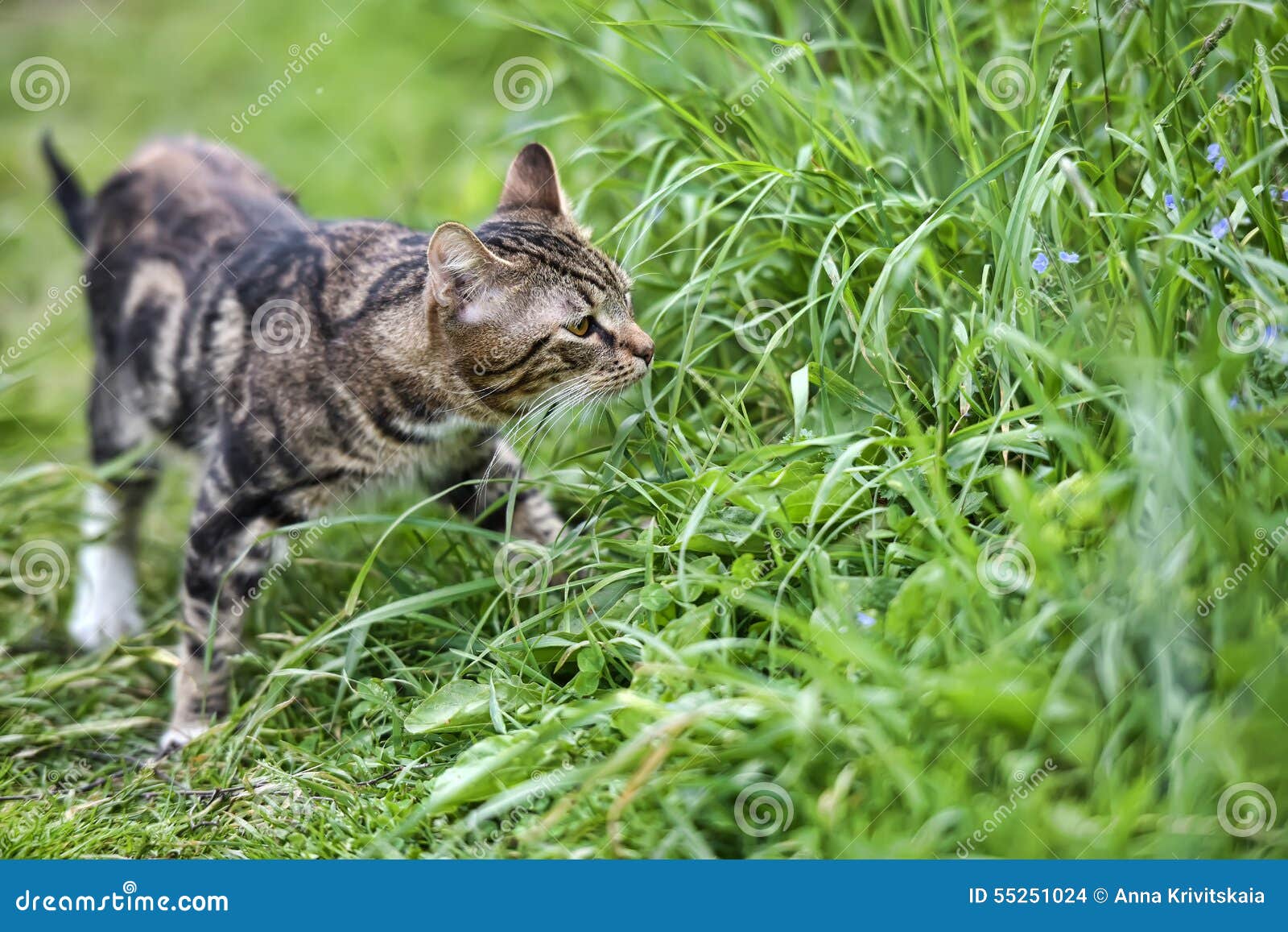 Harlequin cat stock photo. Image of feline, german, beautiful 55251024