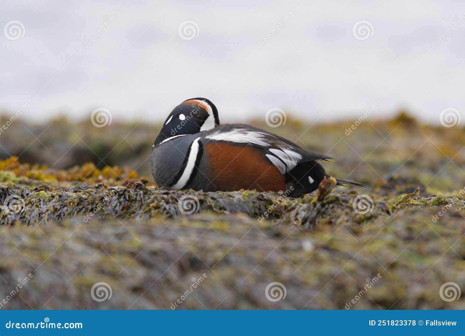 harlequin duck resting at seaside